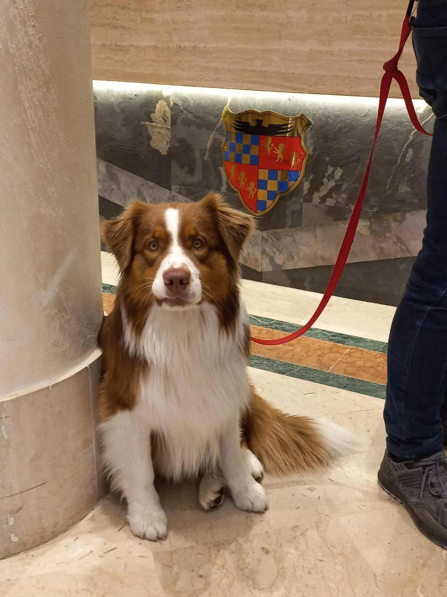 Pets in Grand Hotel Adriatico