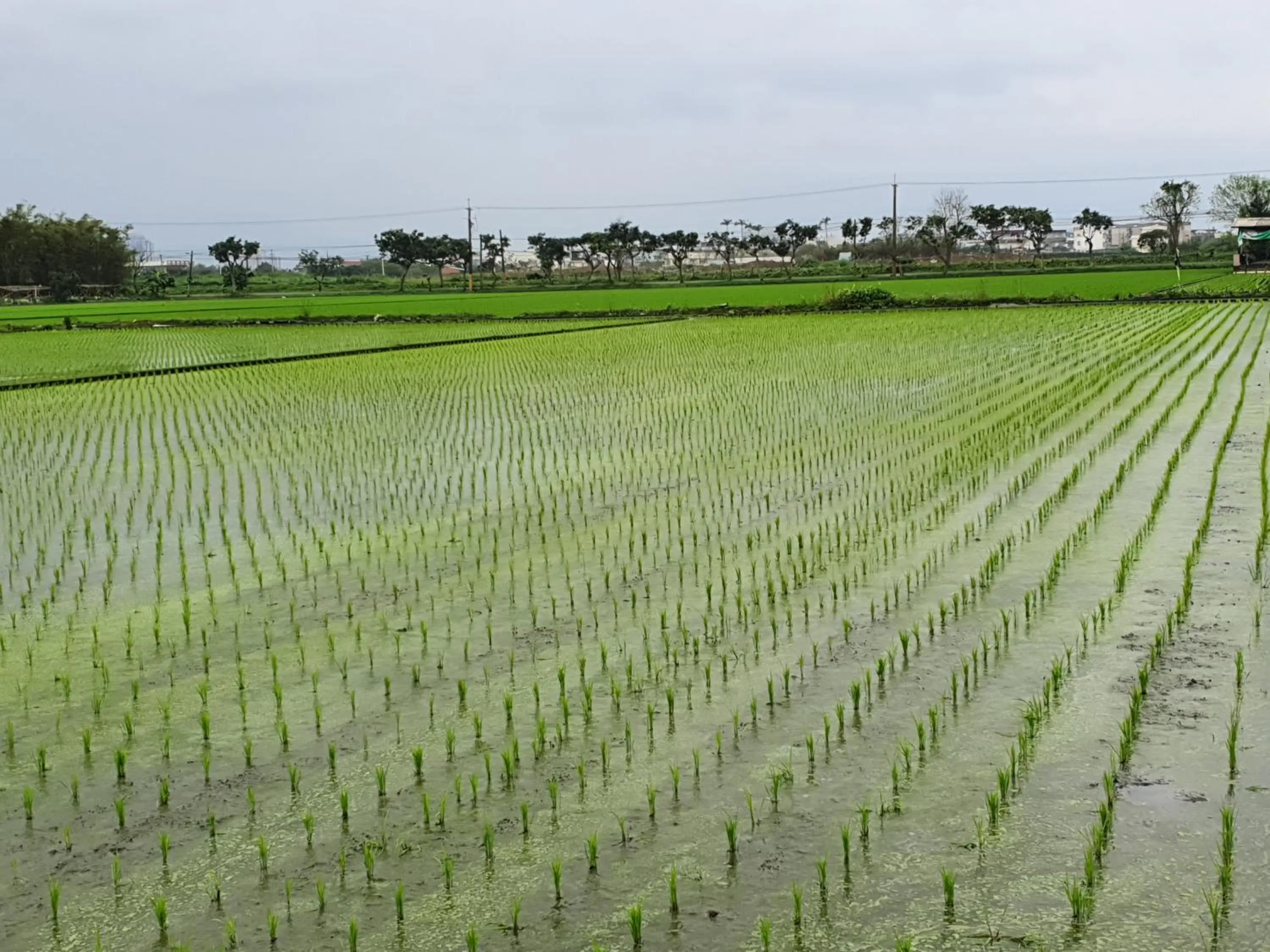 Spring in Yilan Xiang Feng Homestay