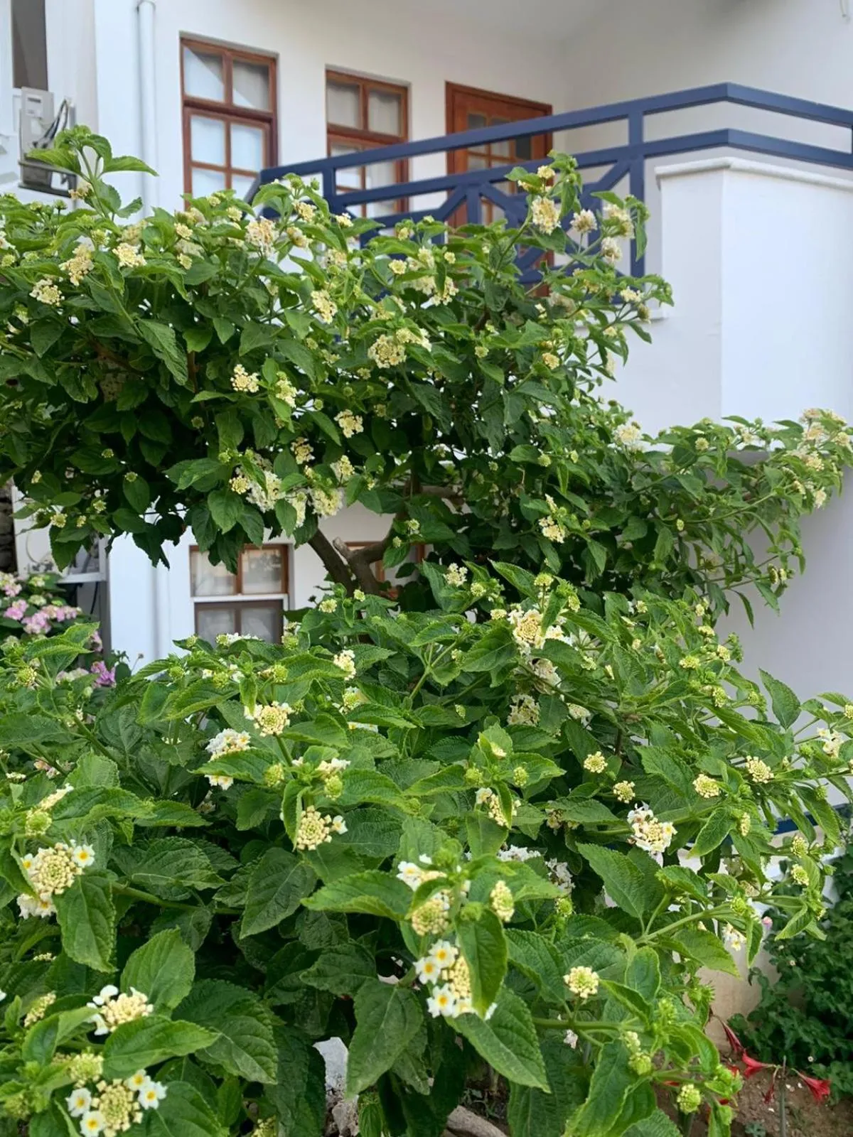 Garden in NATURELLA APART HOTEL