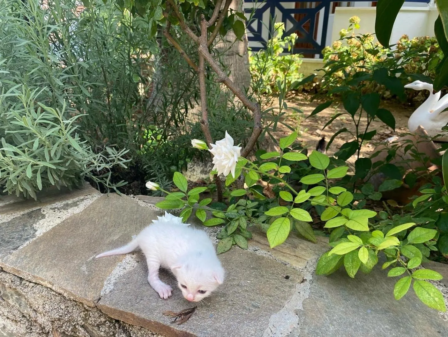 Animals in NATURELLA APART HOTEL