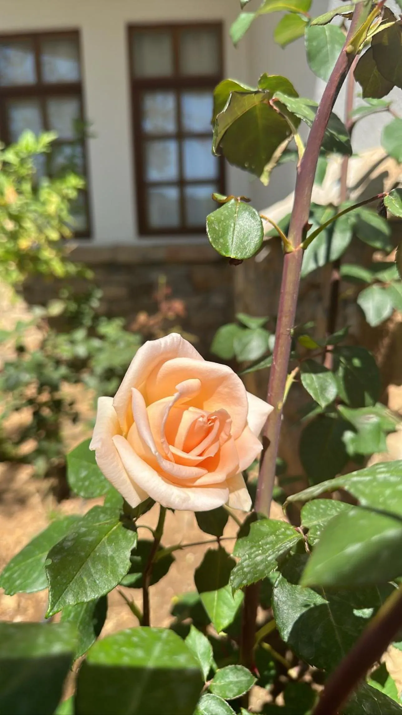 Garden in NATURELLA APART HOTEL