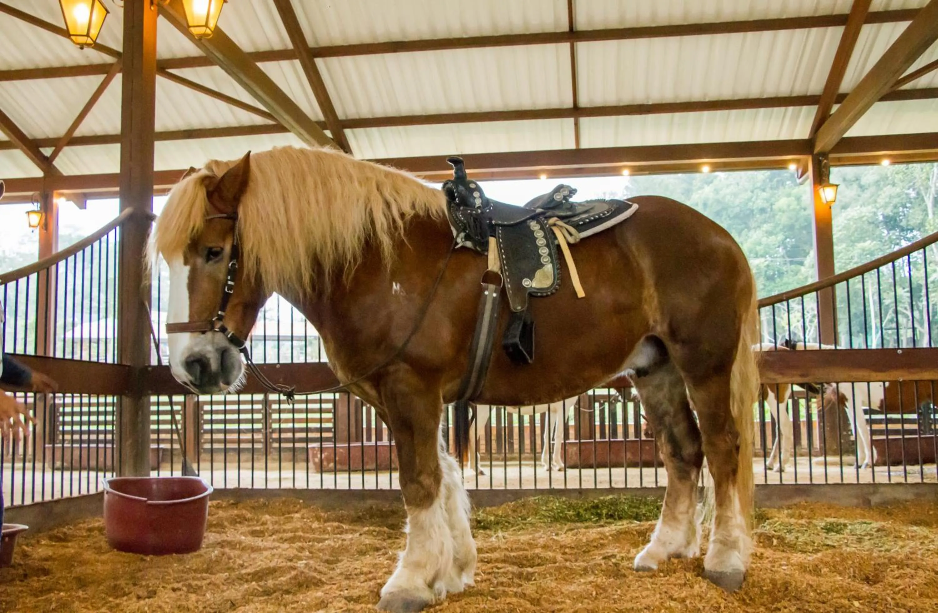 Horse-riding in Hotel Mesa De Los Santos
