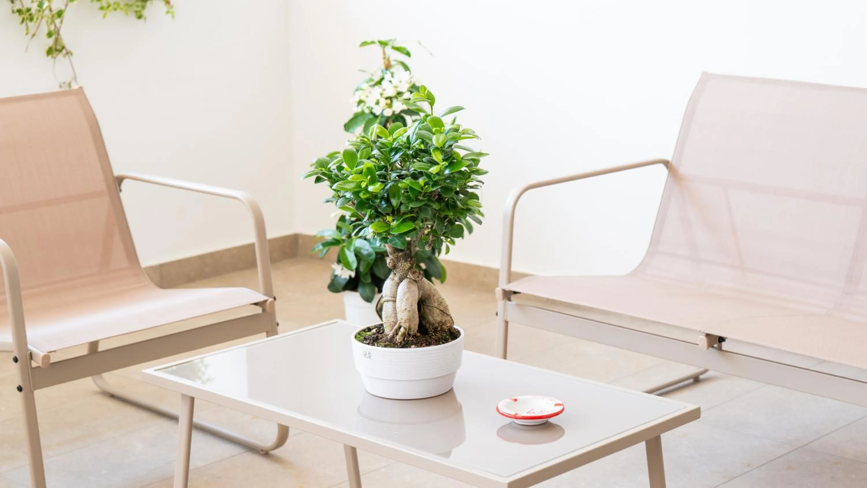 Garden in Hotel Diana