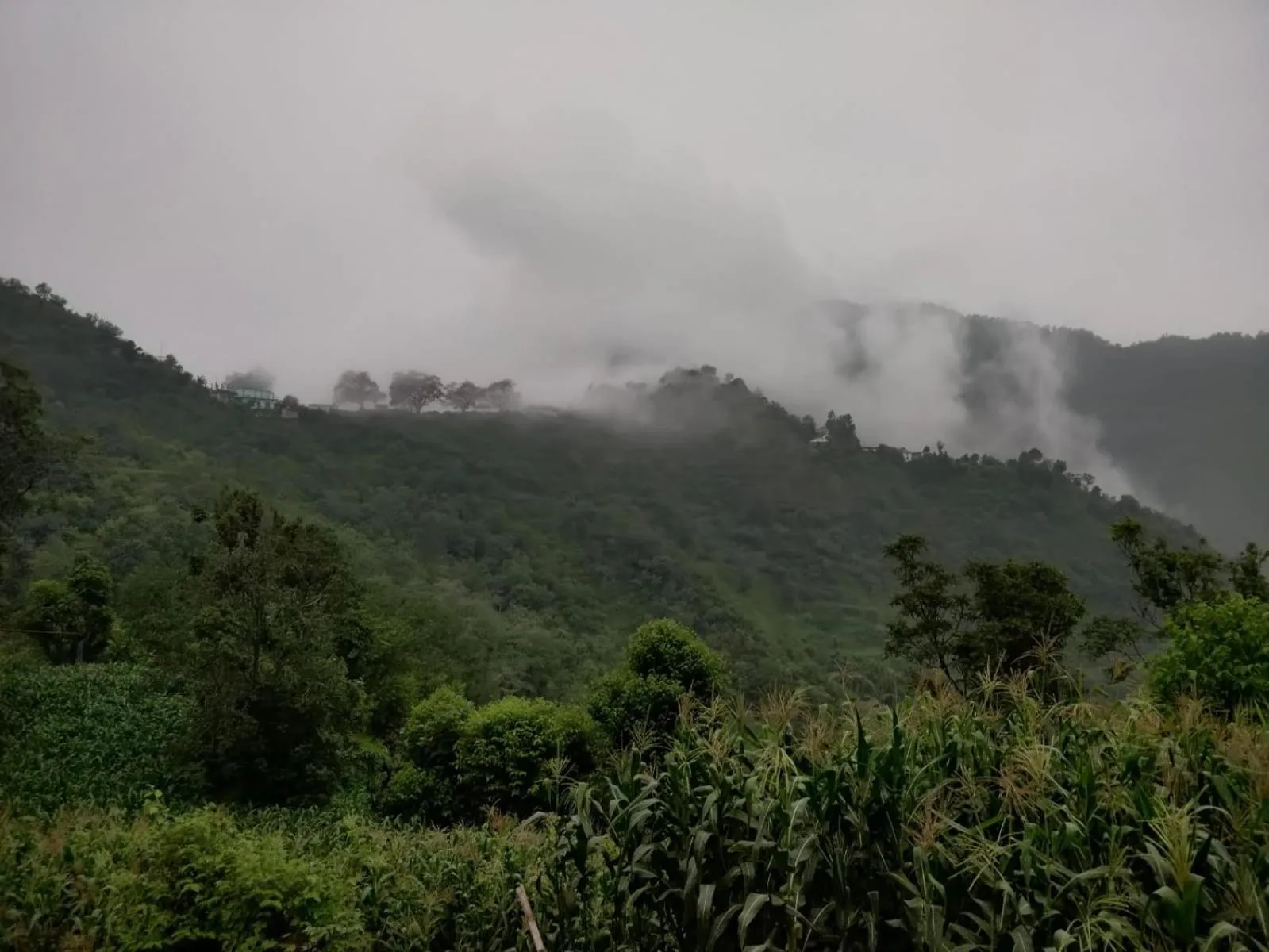 Natural landscape in Hotel Le Halcyon Kasauli