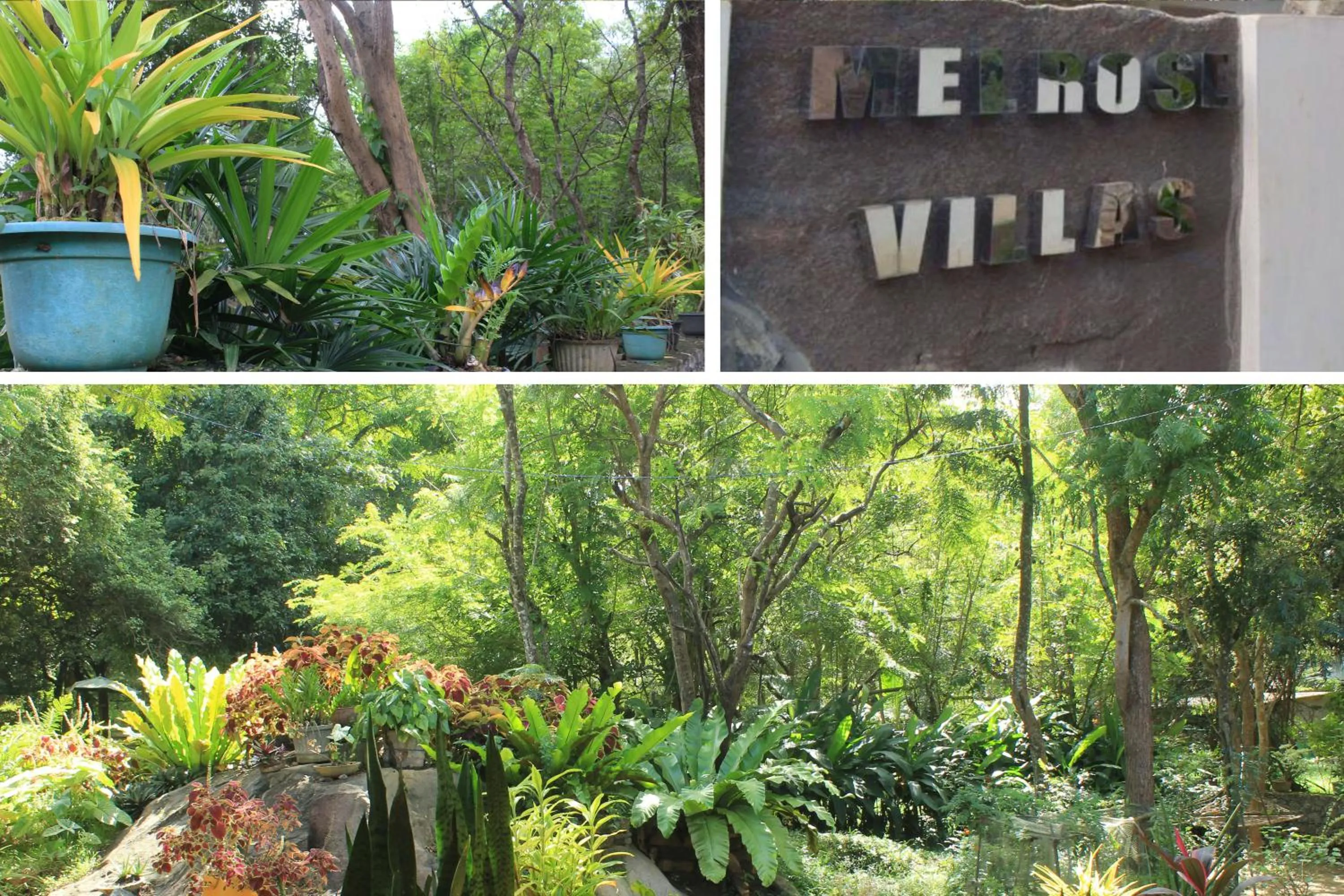 Garden in Sigiriya Melrose Villas