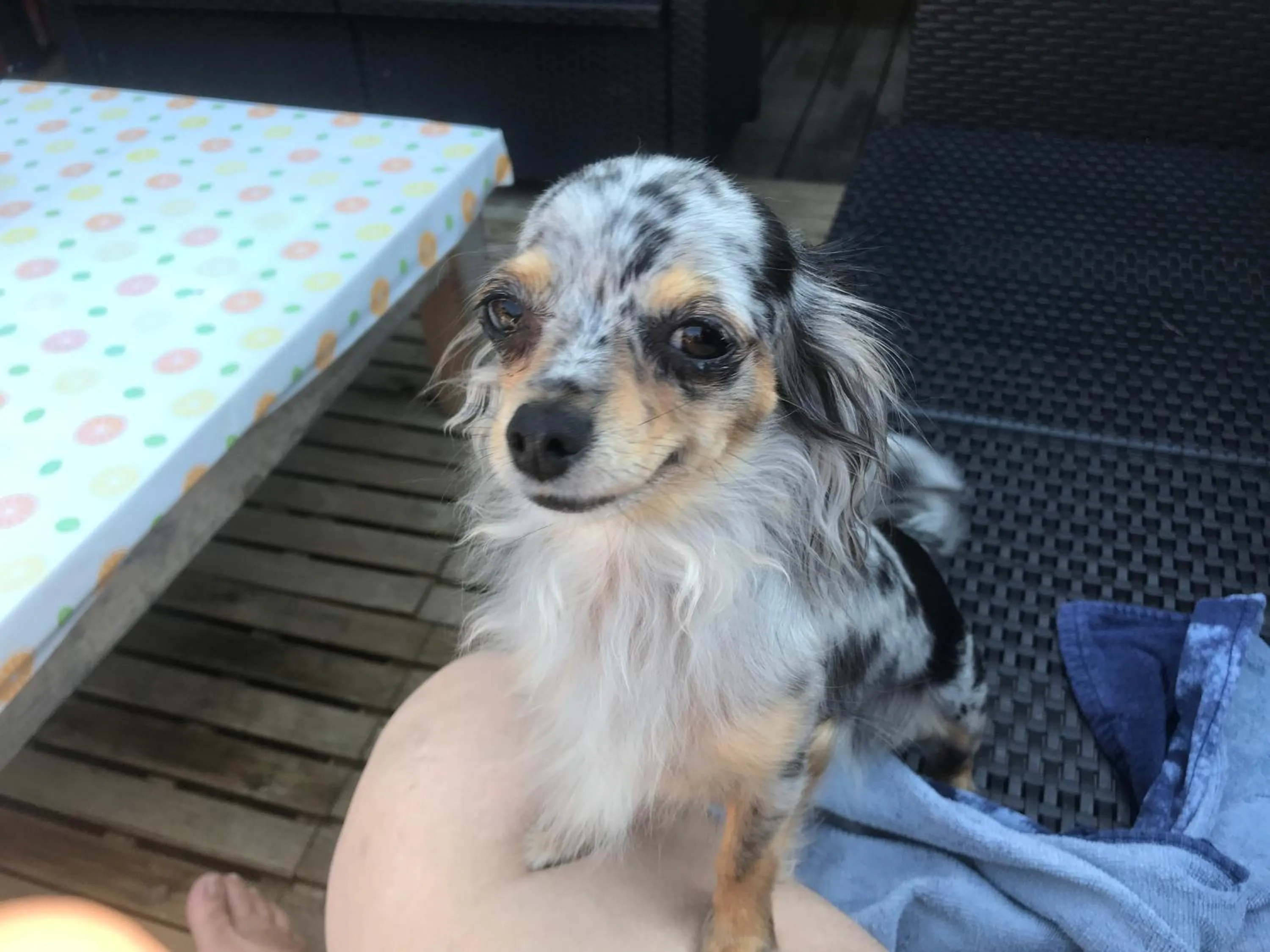 Pets in Chalet Esprit