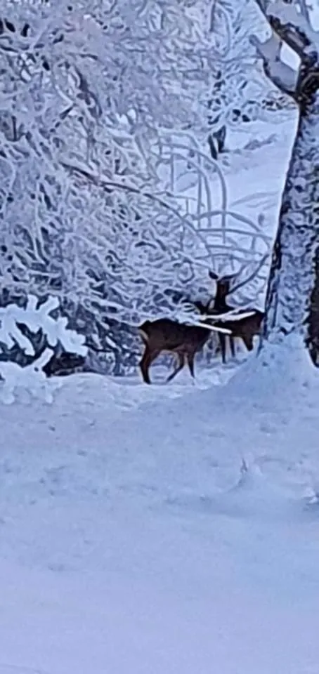 Winter in Chalet Esprit