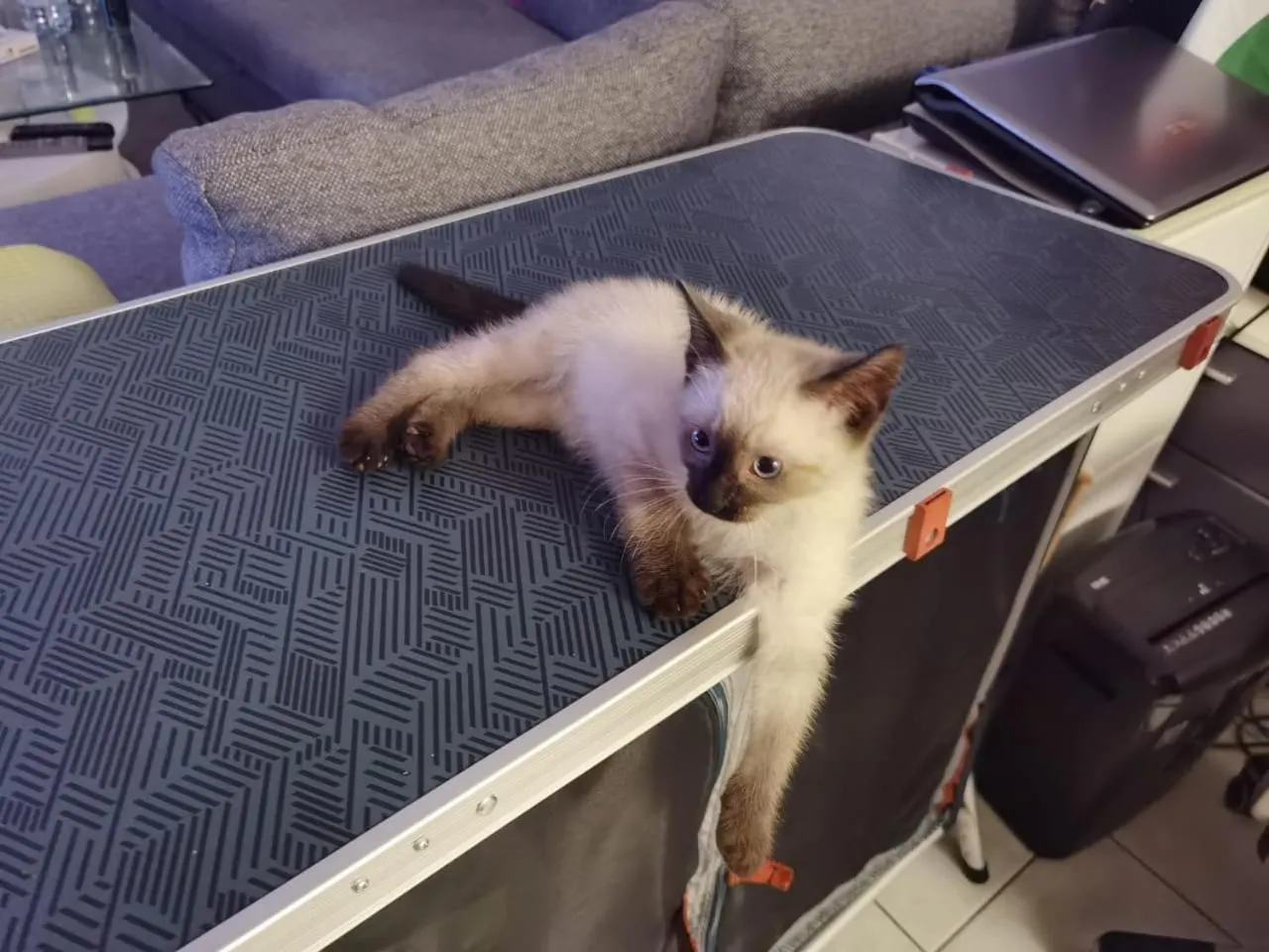 Pets in Chalet Esprit