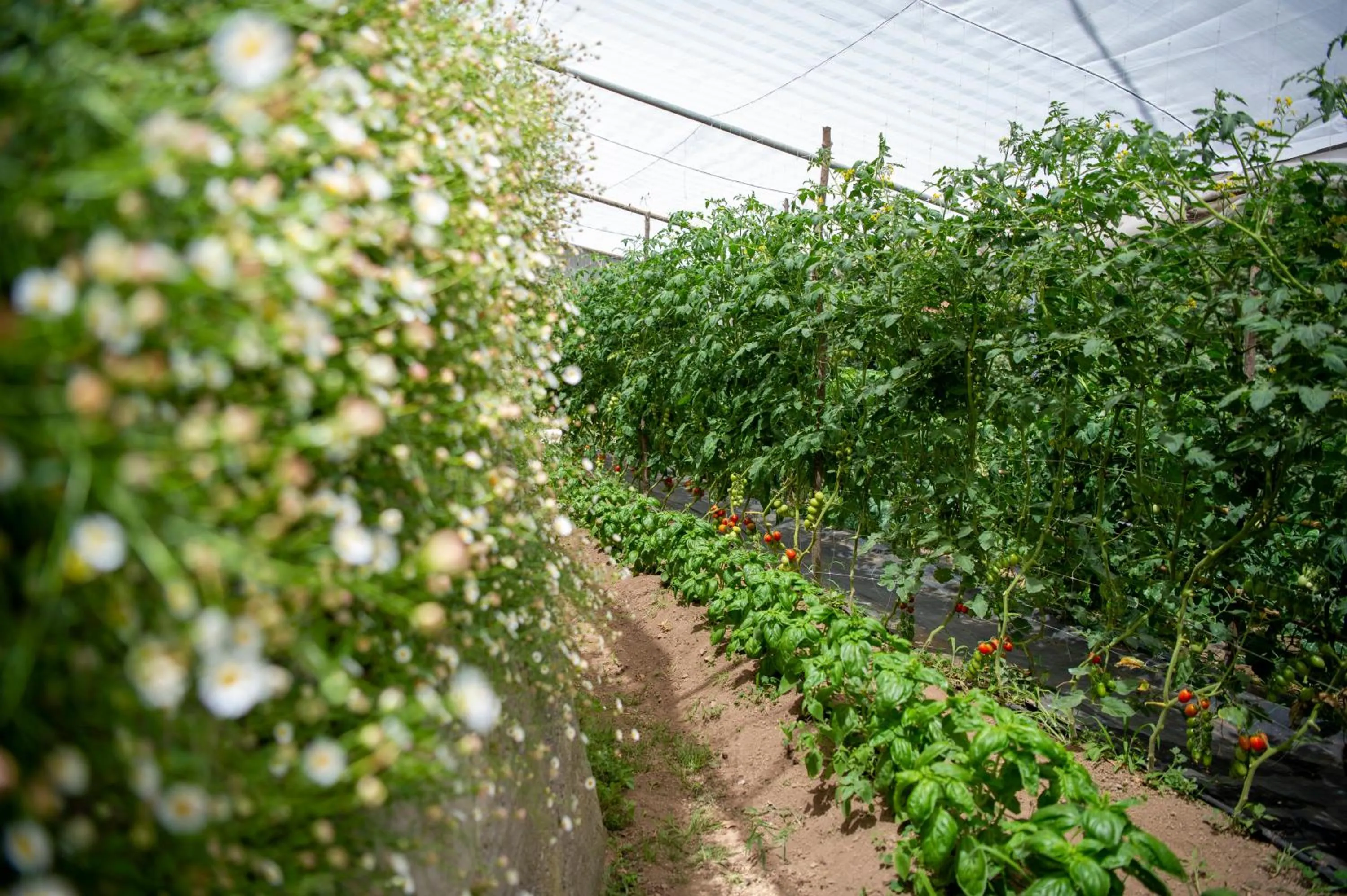 Garden view in Hotel La Pergola