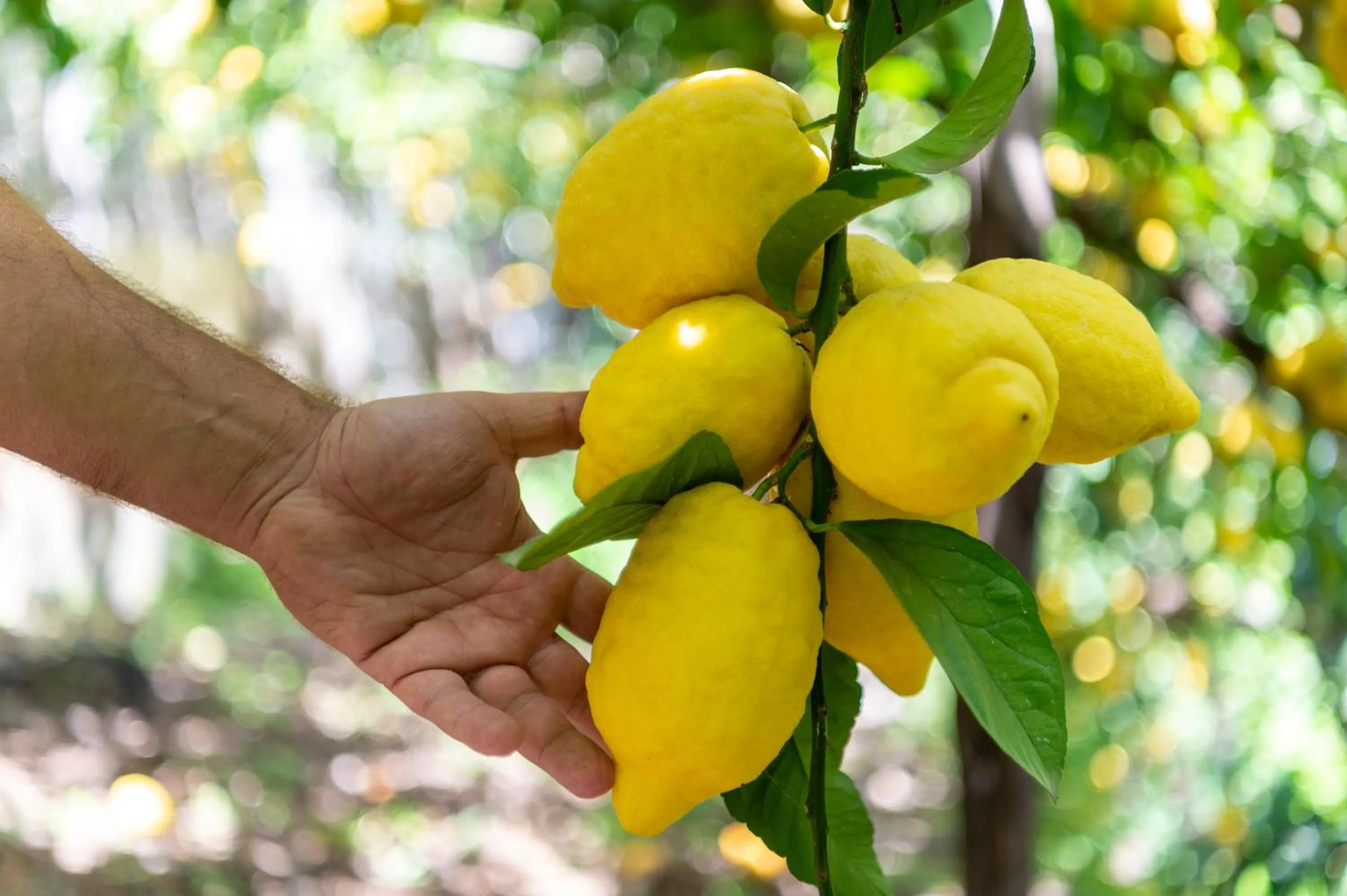 Garden in Hotel La Pergola