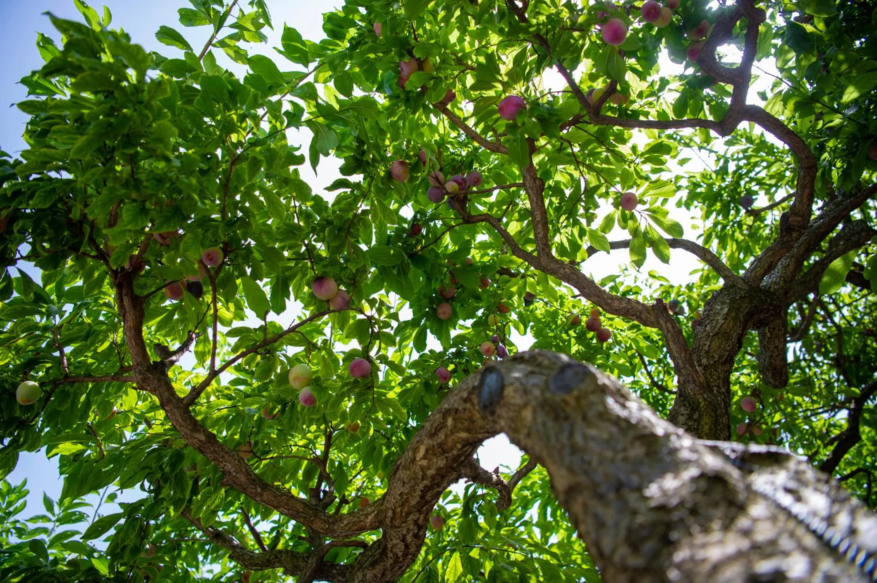 Garden in Hotel La Pergola