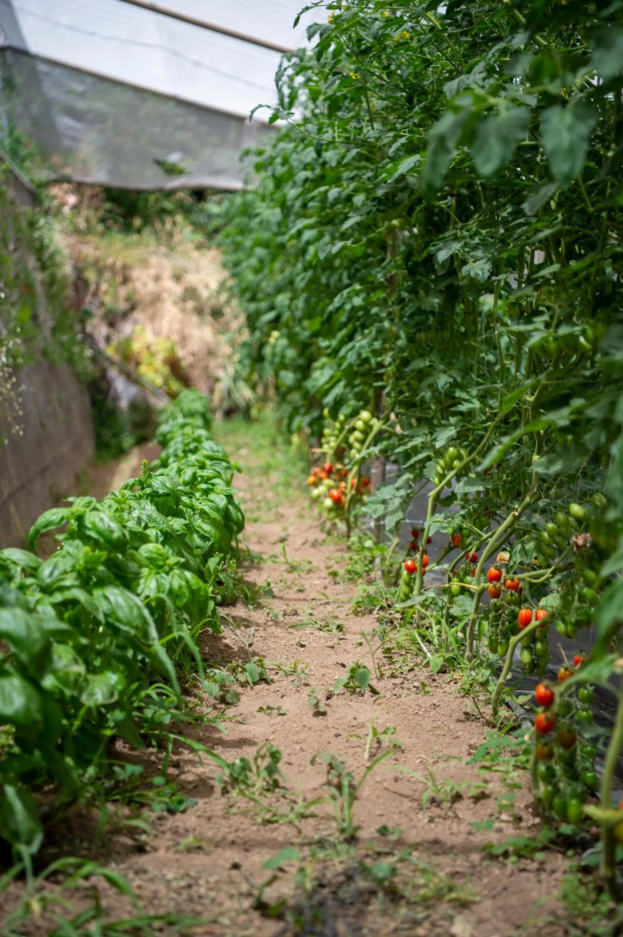 Garden in Hotel La Pergola