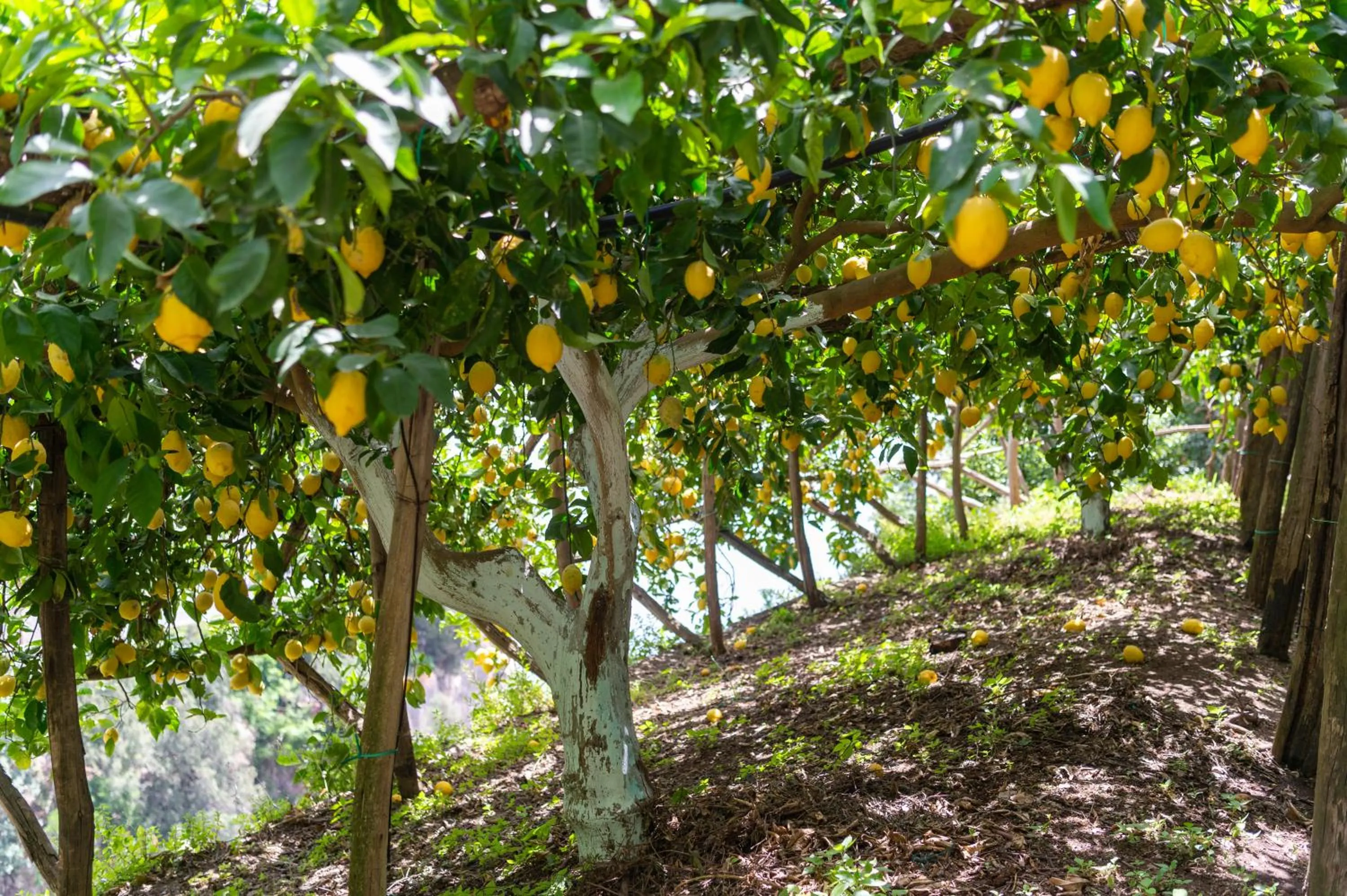 Garden in Hotel La Pergola