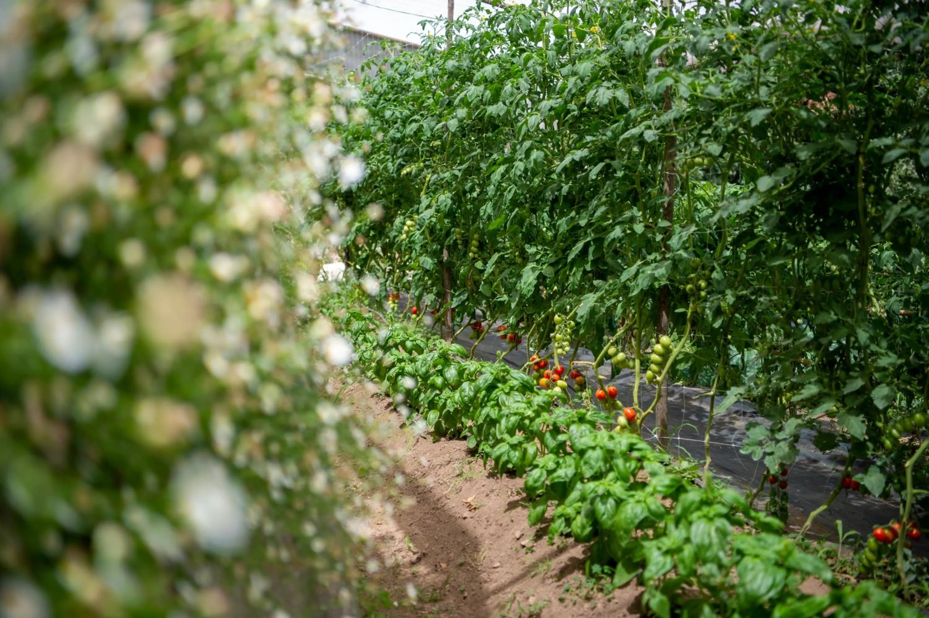 Garden in Hotel La Pergola