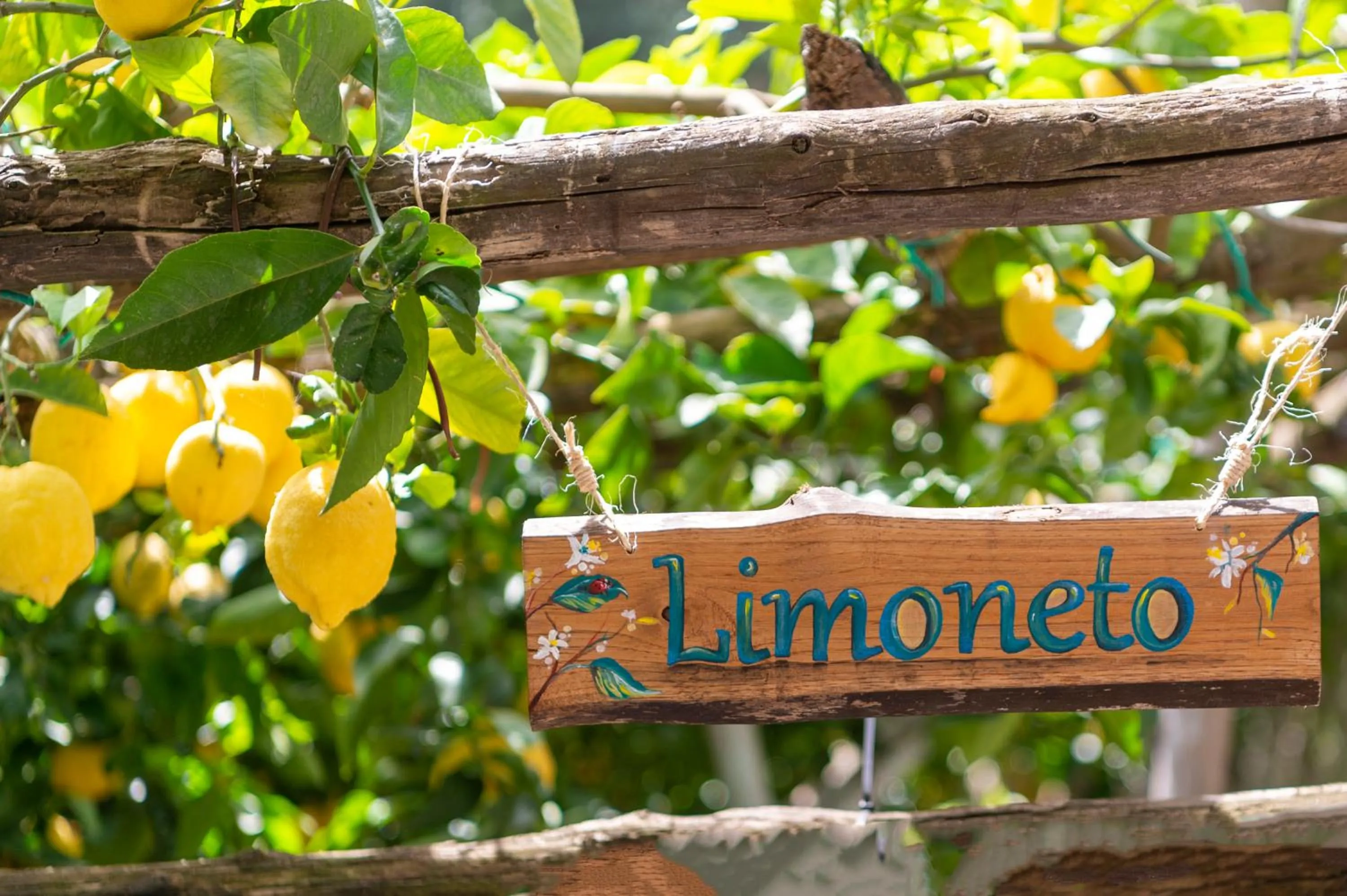 Garden in Hotel La Pergola