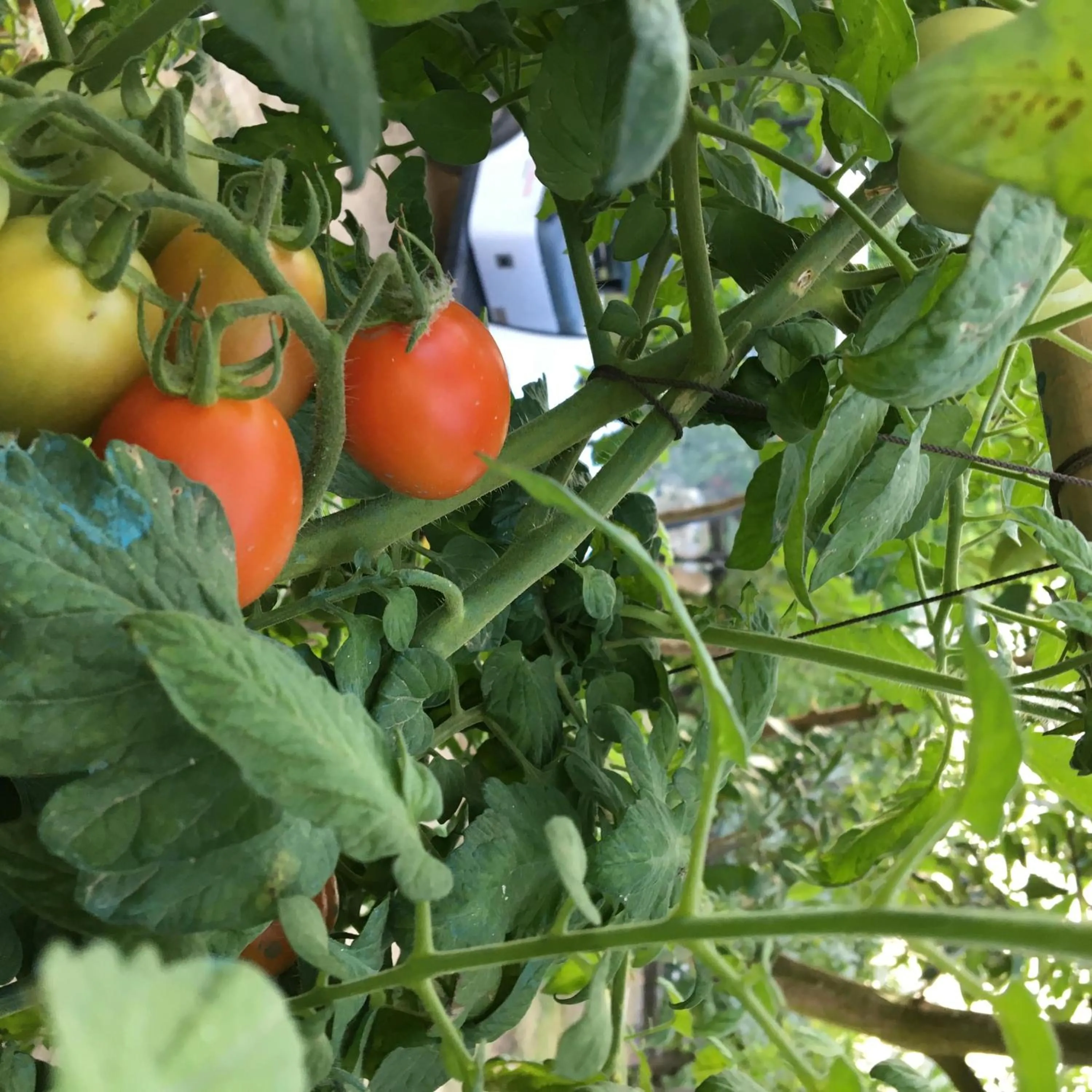 Garden in Casale Antonietta