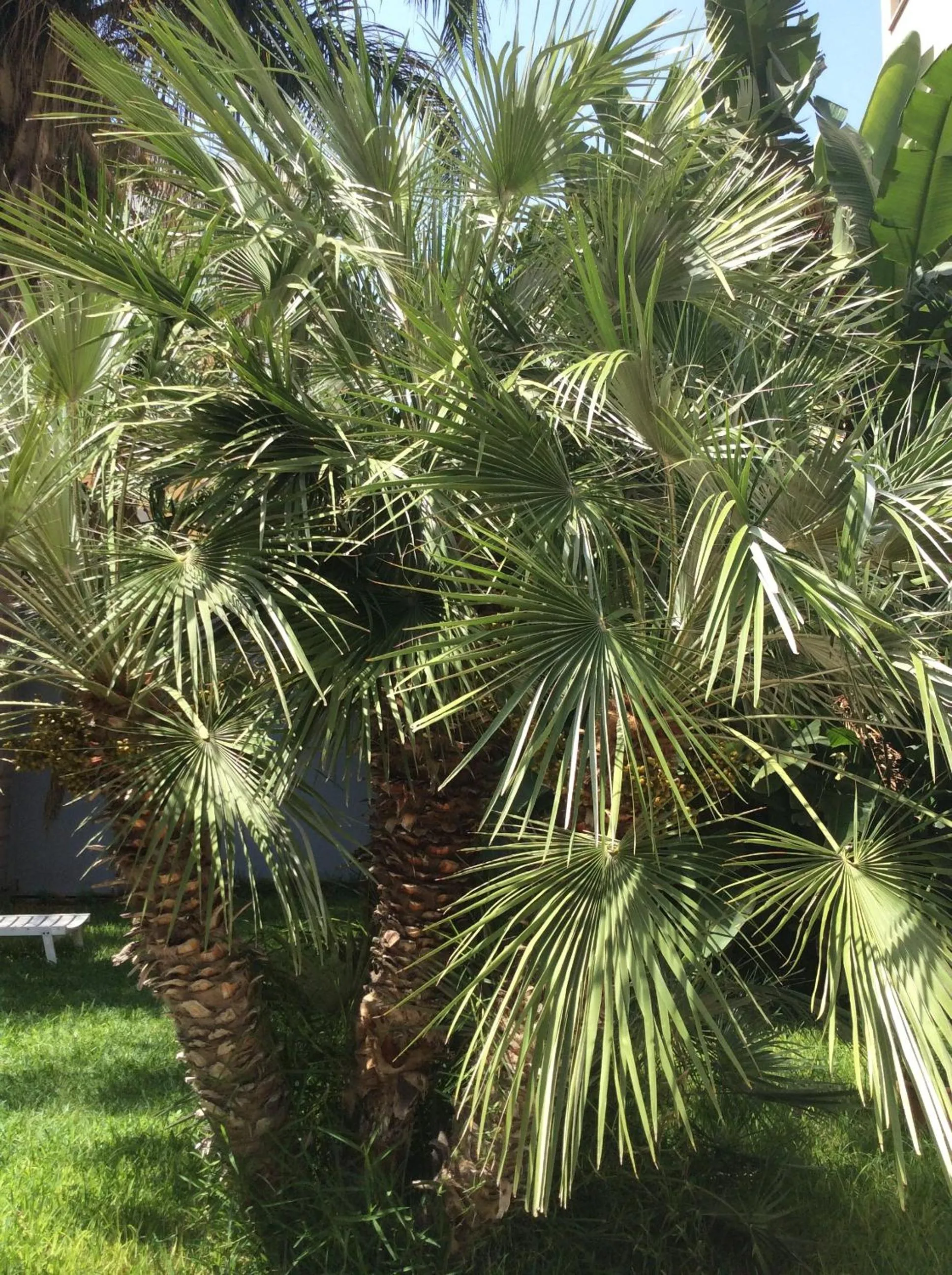 Garden in Ucciardhome Hotel