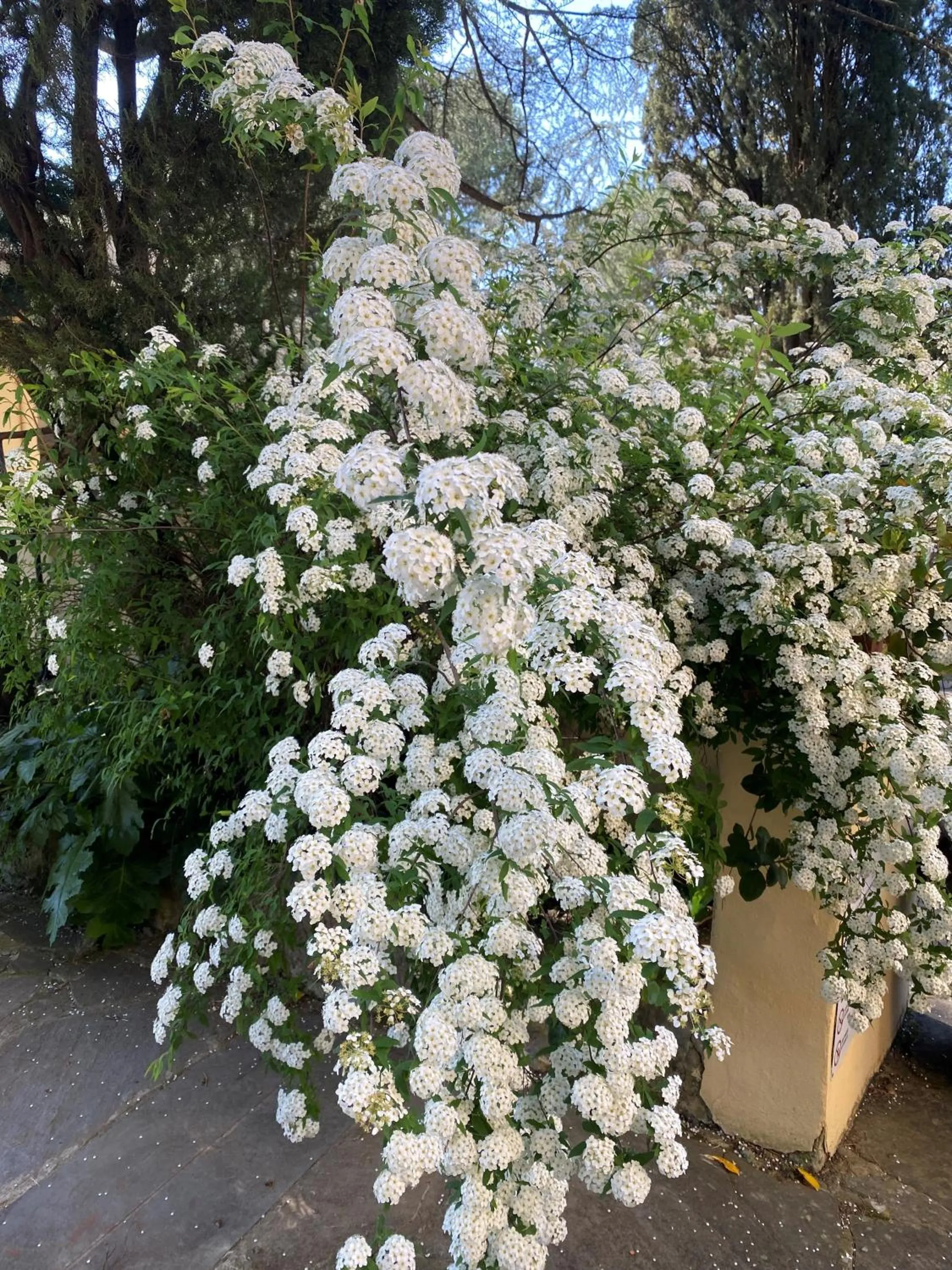 Swimming pool in Park Palace Hotel