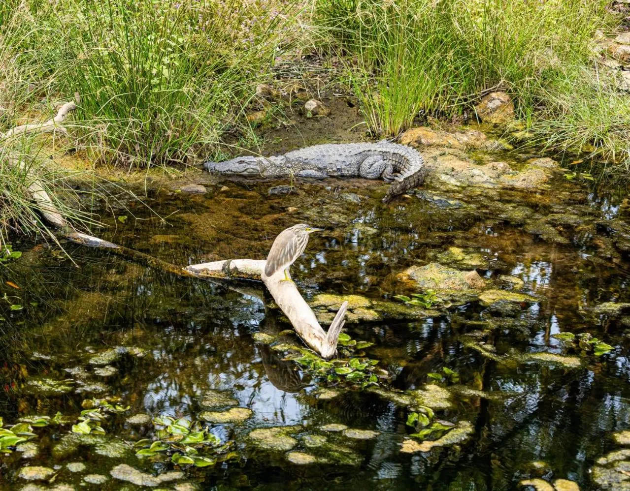 Spring in Gir Birding Lodge