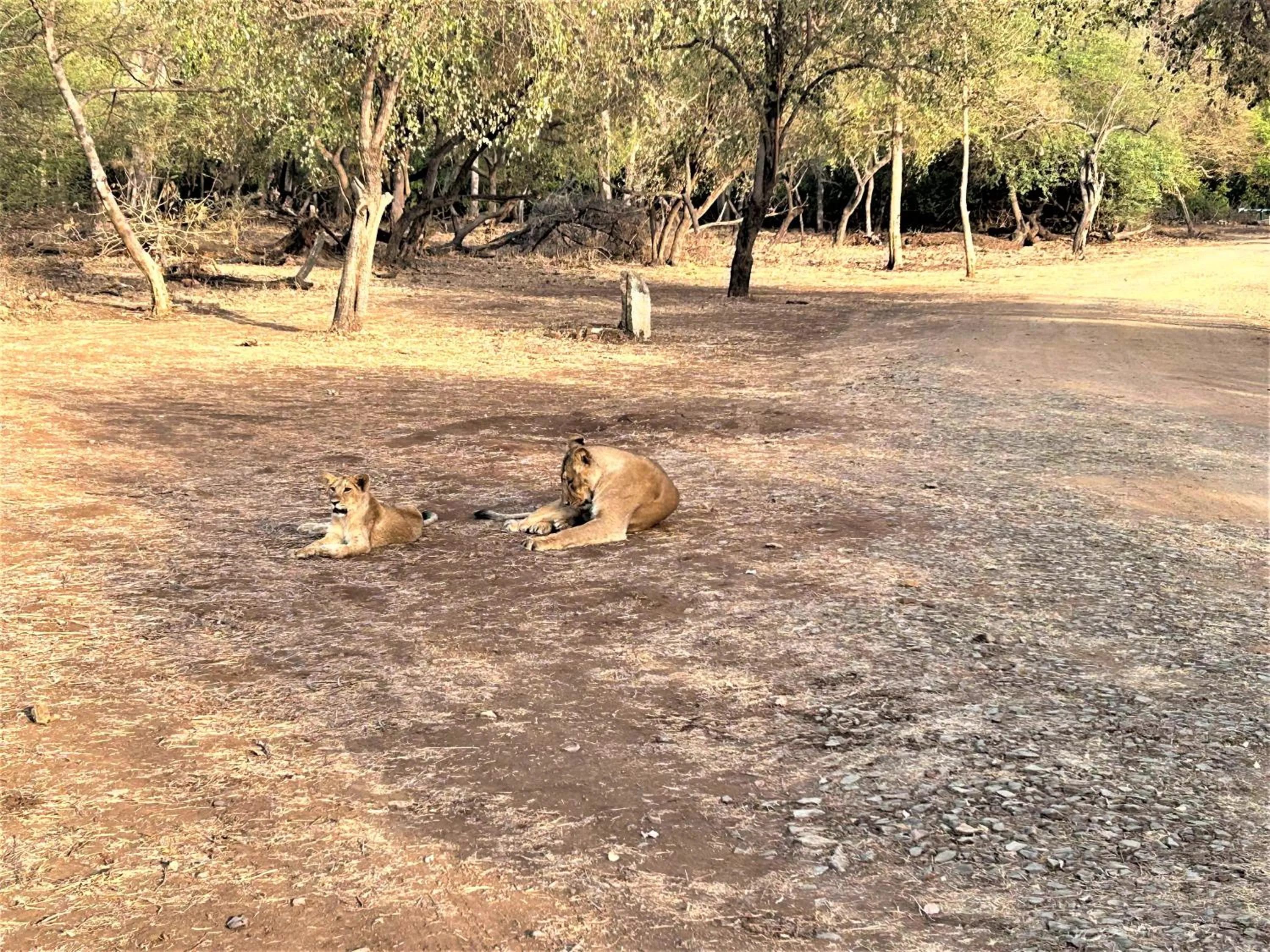 Activities in Gir Birding Lodge