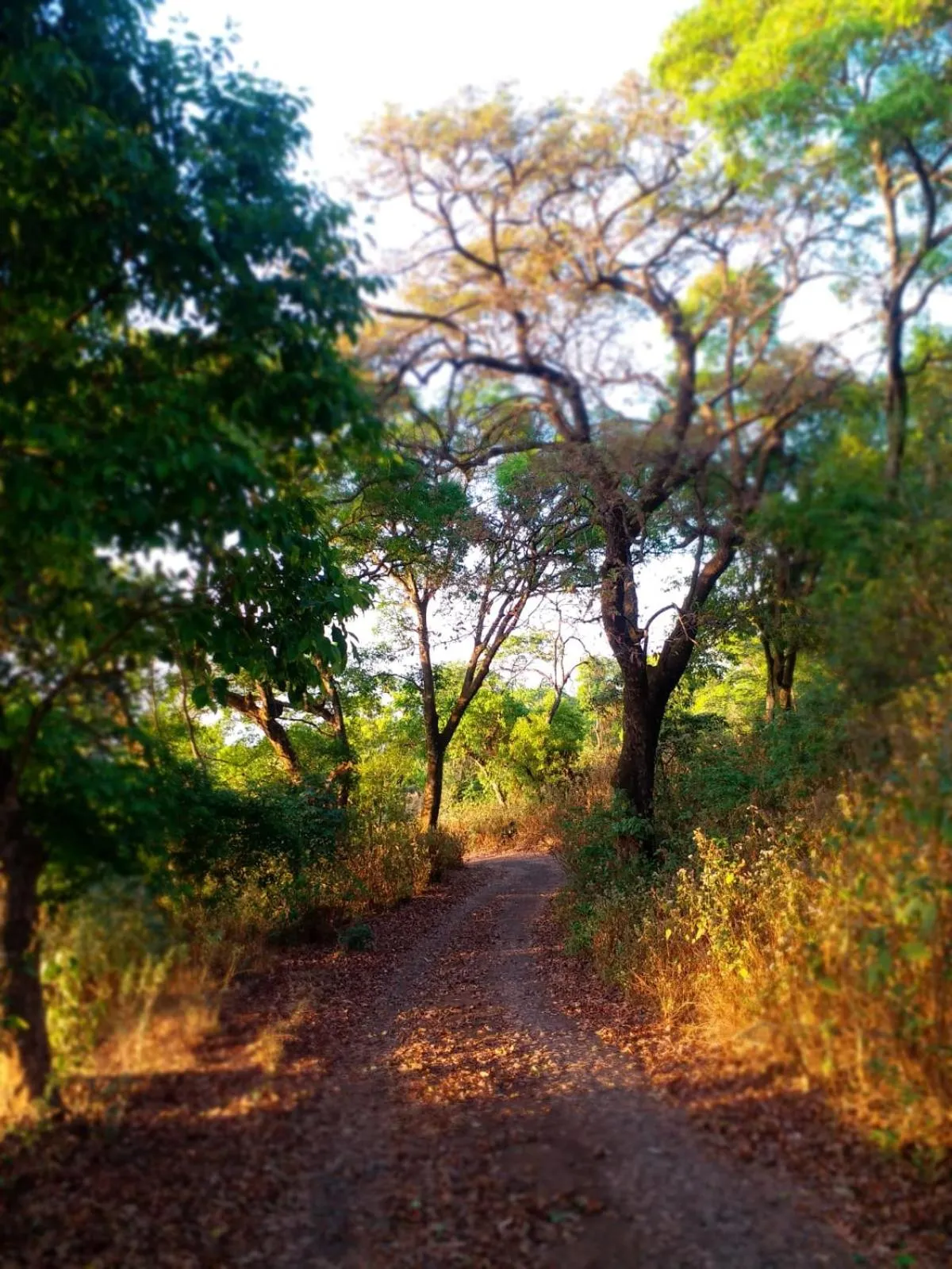 Natural landscape in Hilltop Resort and Glamping Wai, Near Panchgani