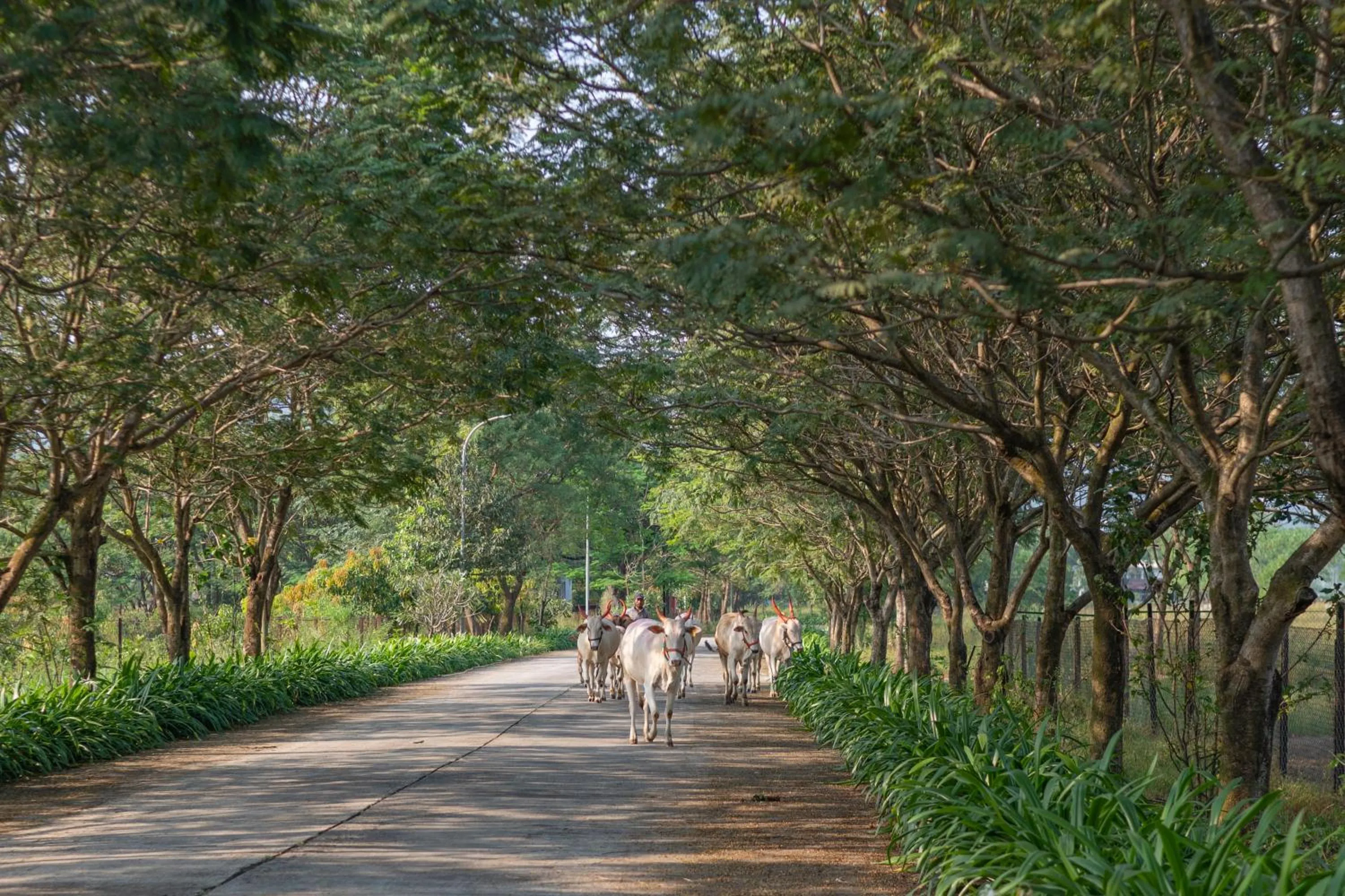 Swimming pool in Sterling Stolen Heaven Lonavala