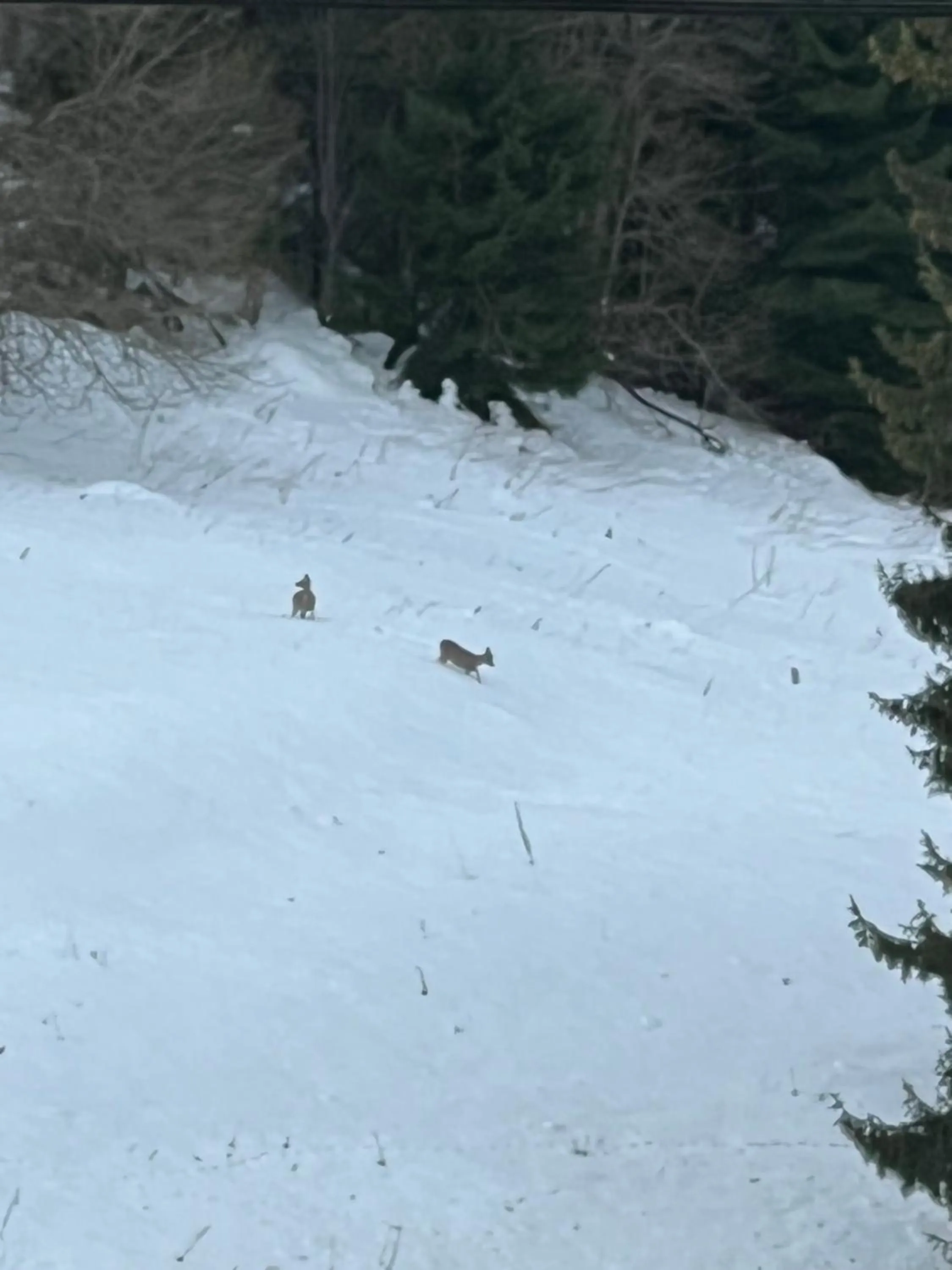 Natural landscape in Kamena Pamporovo