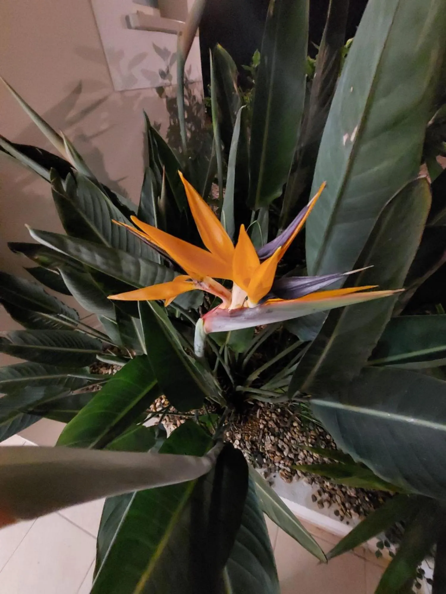 Garden in Casa Eleonora b&b