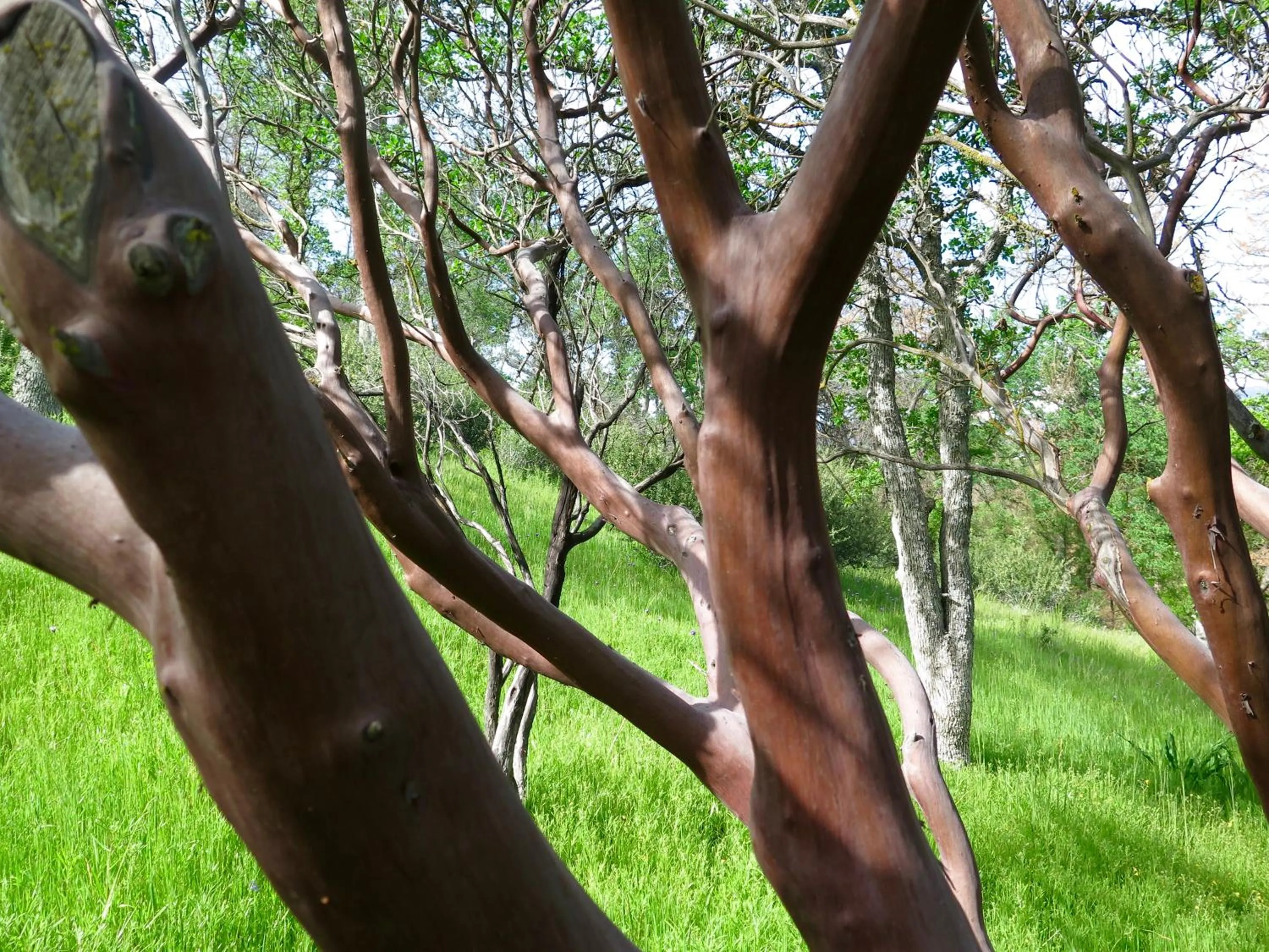 Natural landscape in Sequoia Resort