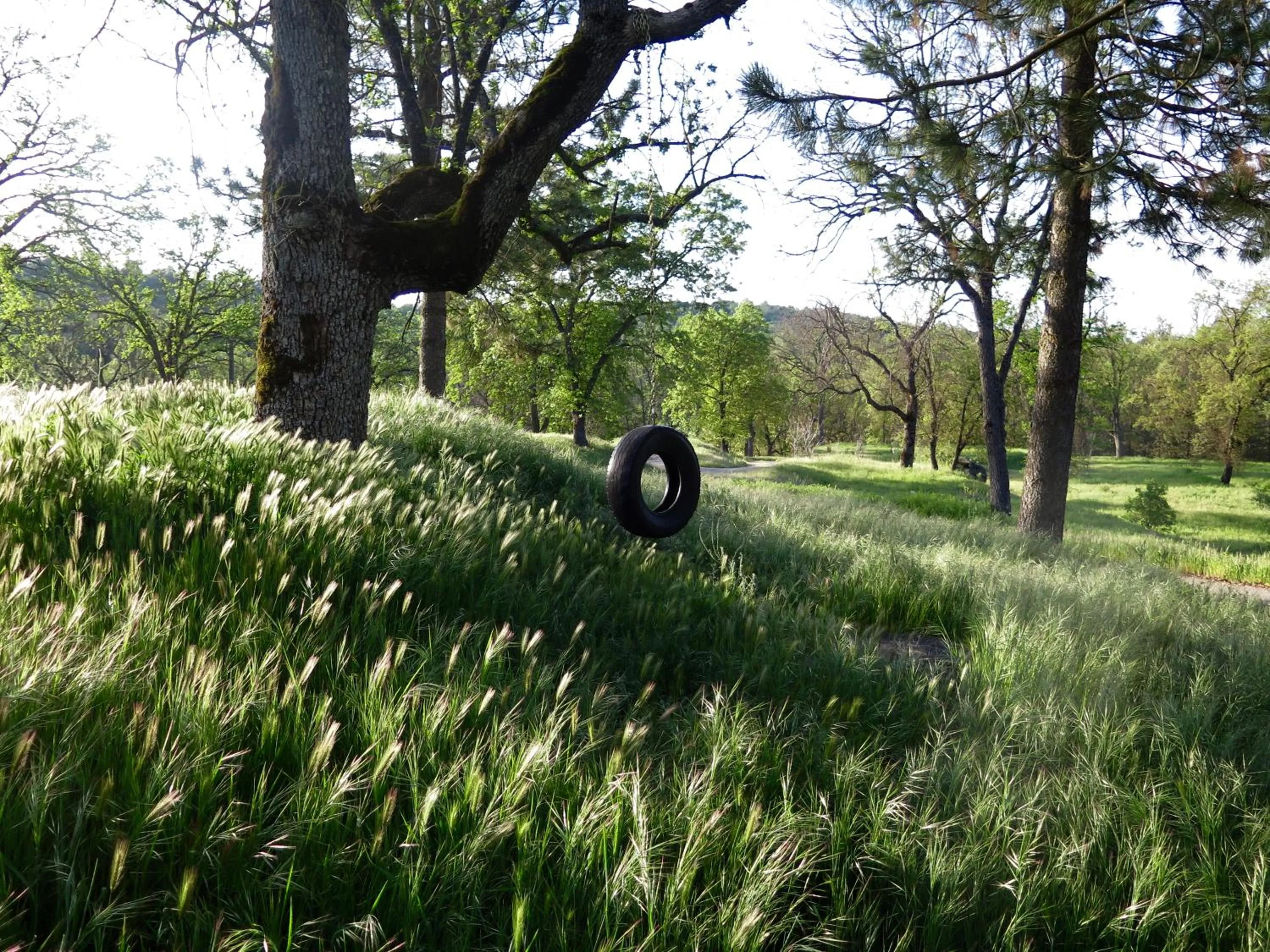 Activities in Sequoia Resort