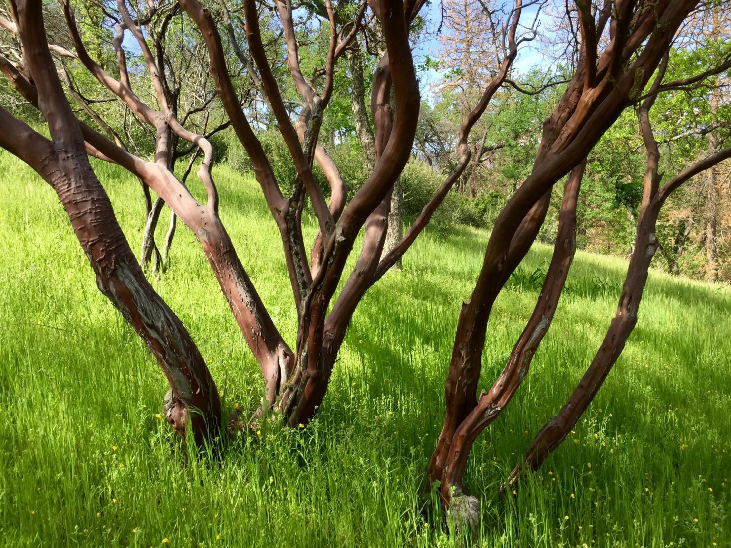 Natural landscape in Sequoia Resort