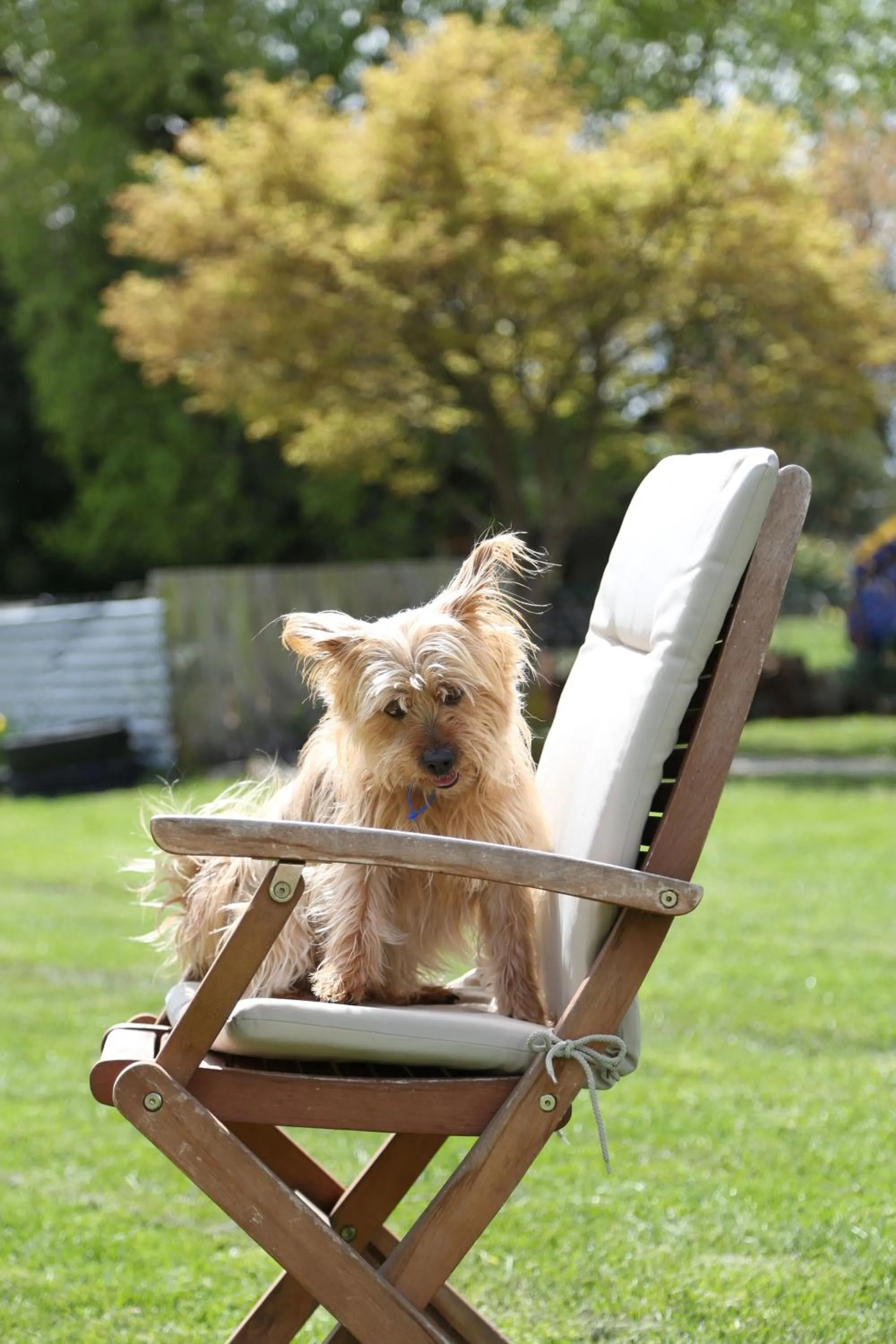 Pets in Burkes Pass Country Motels