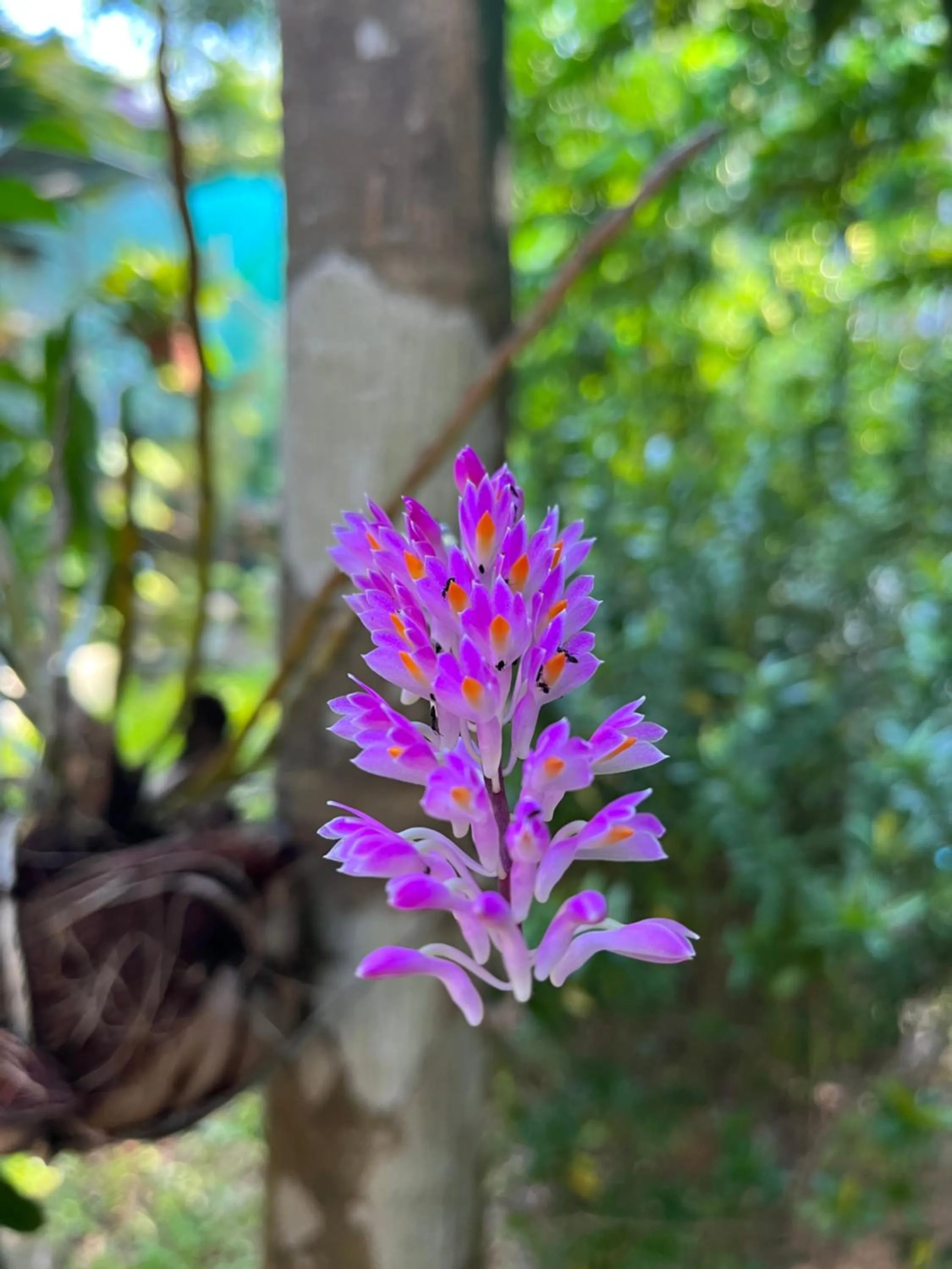 Krabi Klong Muang Bay Resort