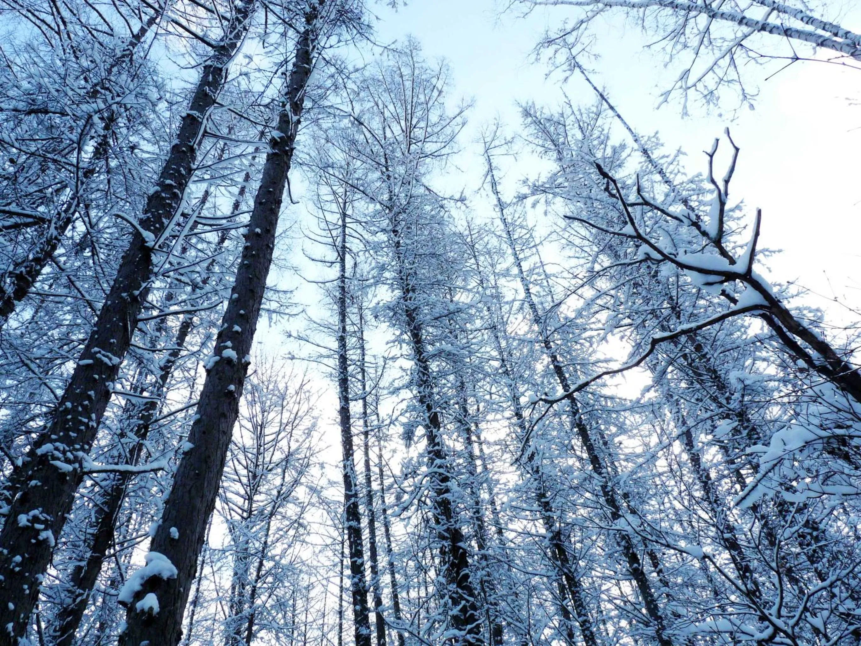 Natural landscape in Shin Furano Prince Hotel