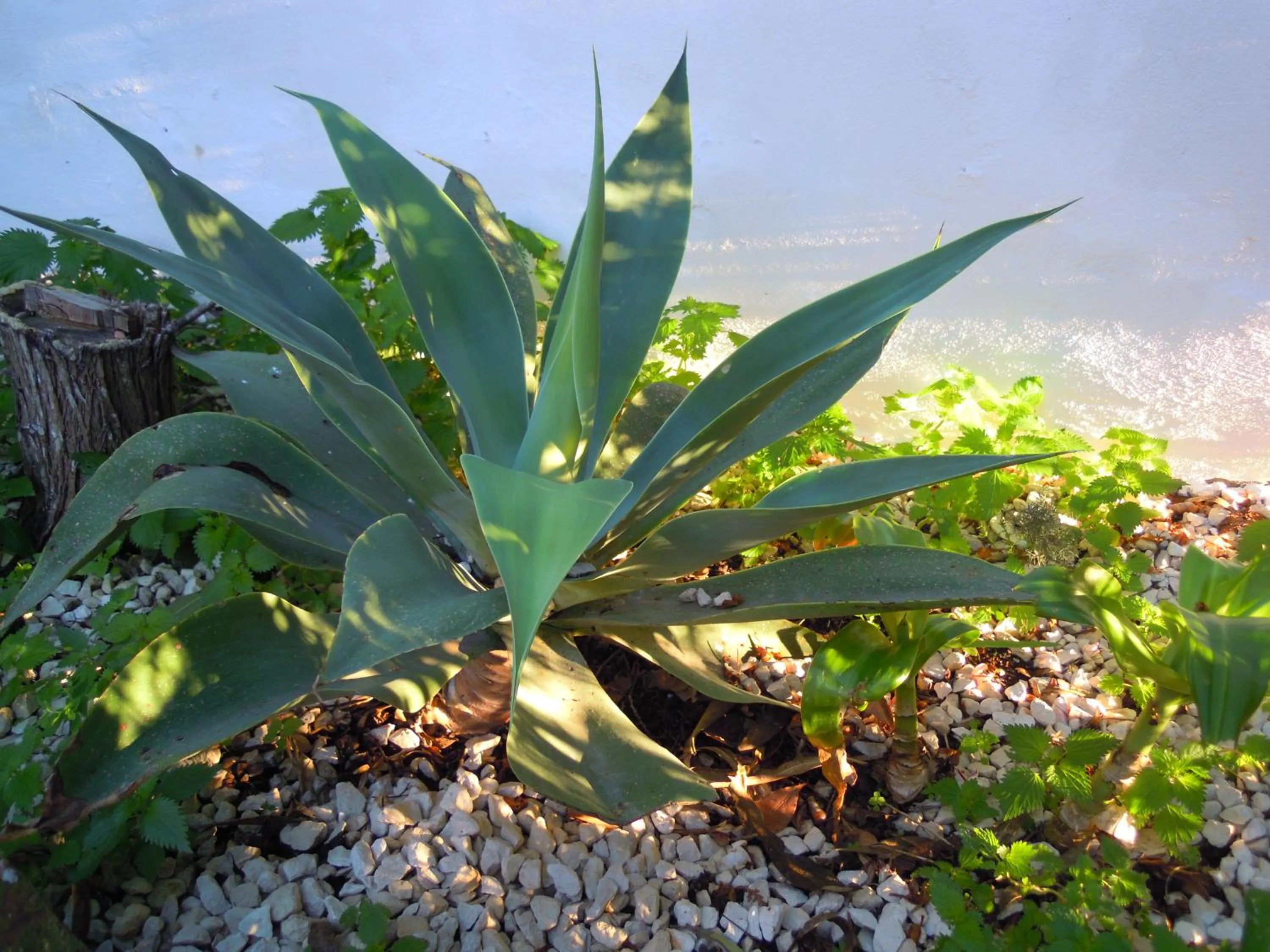 Garden in Il Vaso di Creta