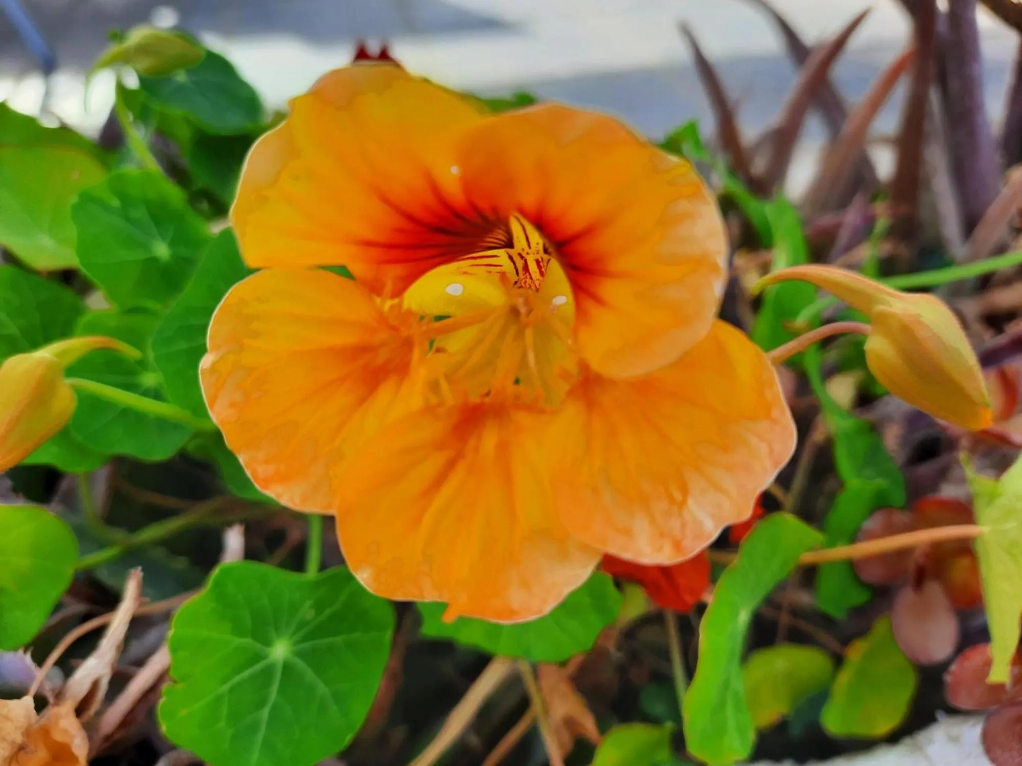 Spring in Finca Sueño de Vida