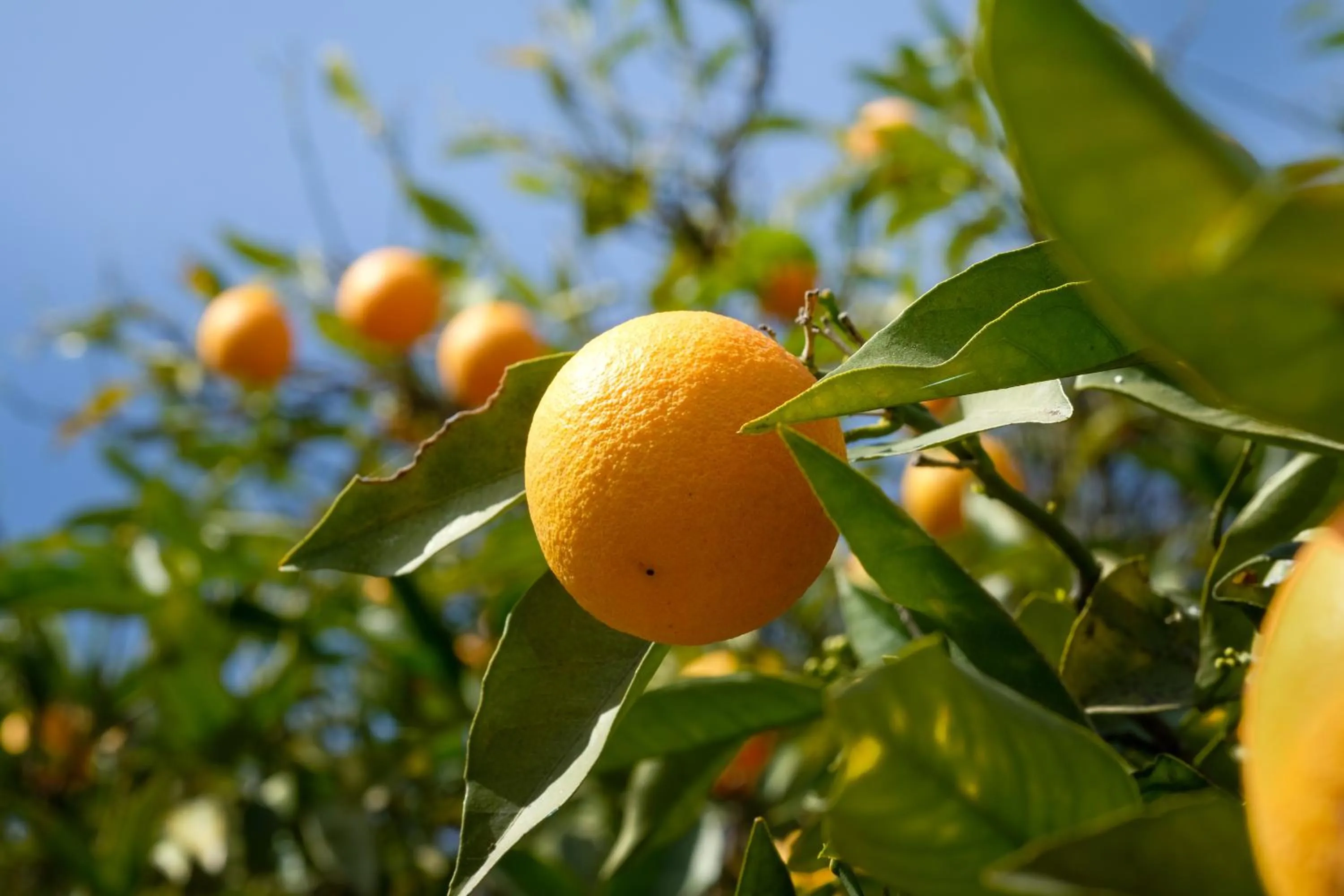 Garden in Finca Sueño de Vida