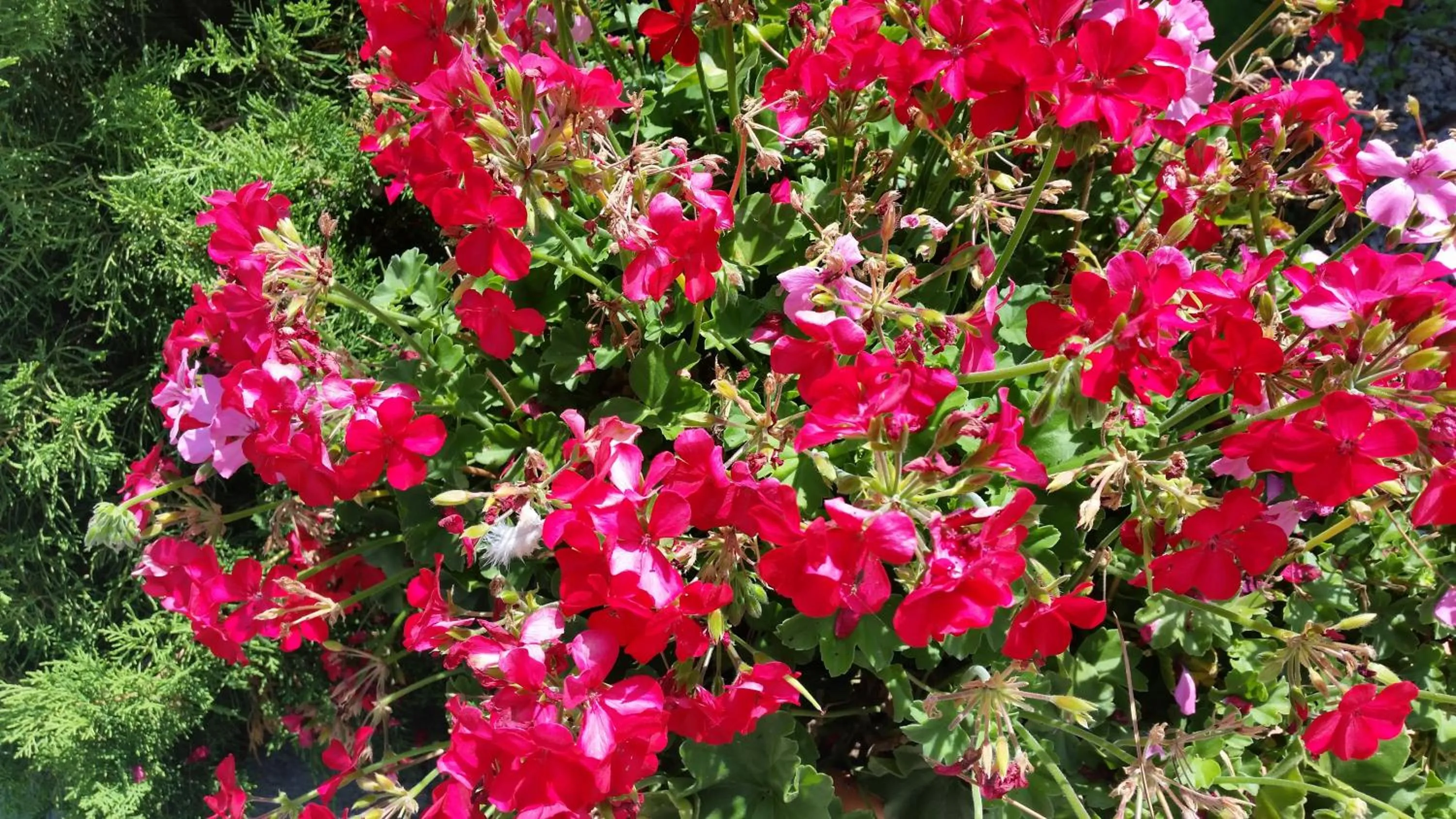 Garden in Hotel Panoramic Montepulciano