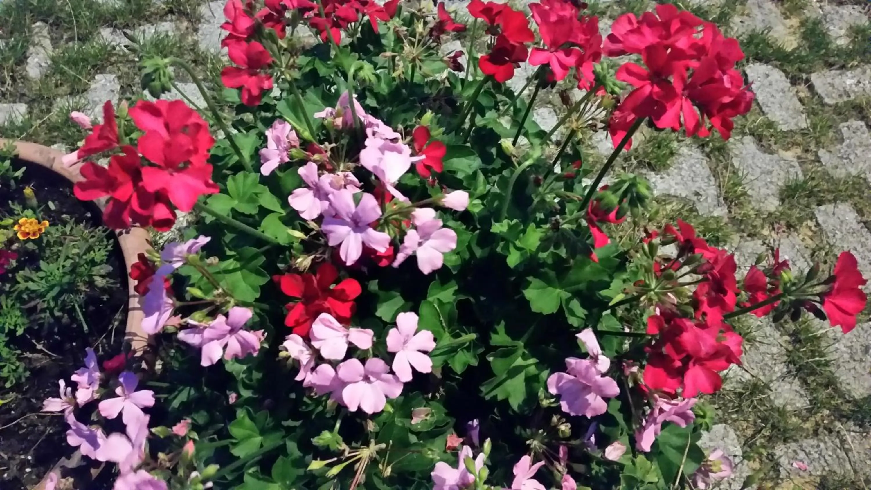 Garden in Hotel Panoramic Montepulciano