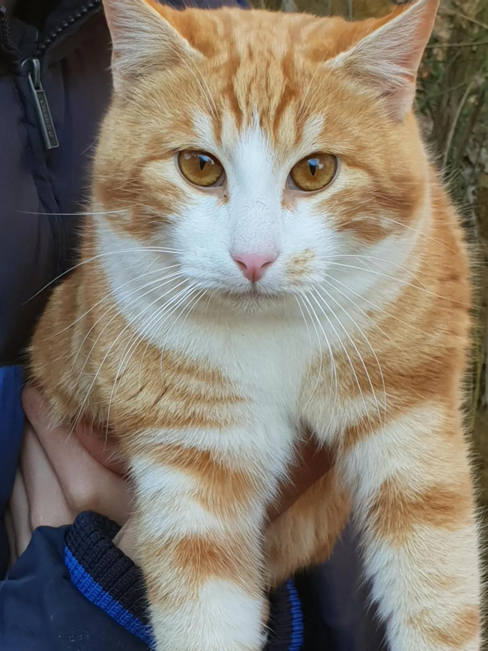 Garden in Hotel Panoramic Montepulciano