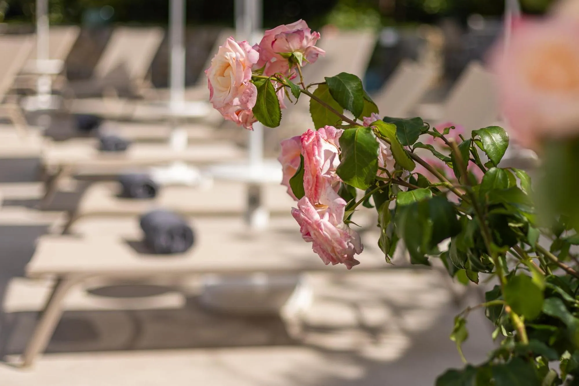 Garden in Hotel Villa Elisa & Spa