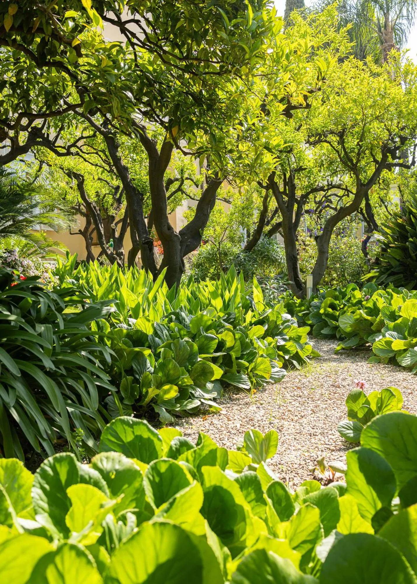Garden in Hotel Villa Elisa & Spa