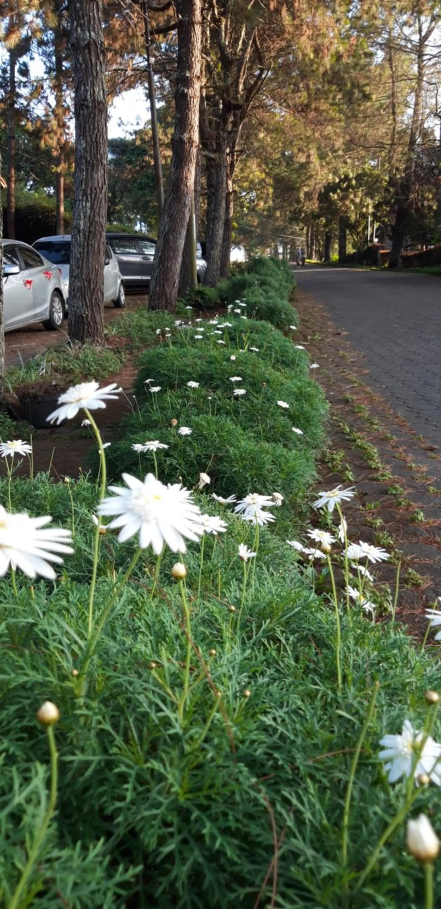 Natural landscape in Villa Elisabeth at Villa Istana Bunga
