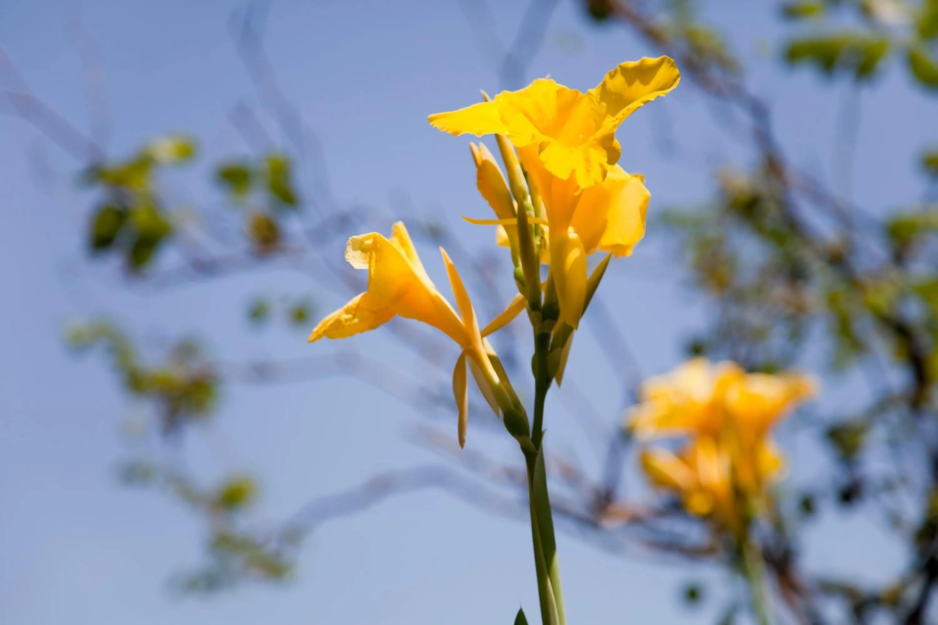 Spring in Hotel Residence Mendolita