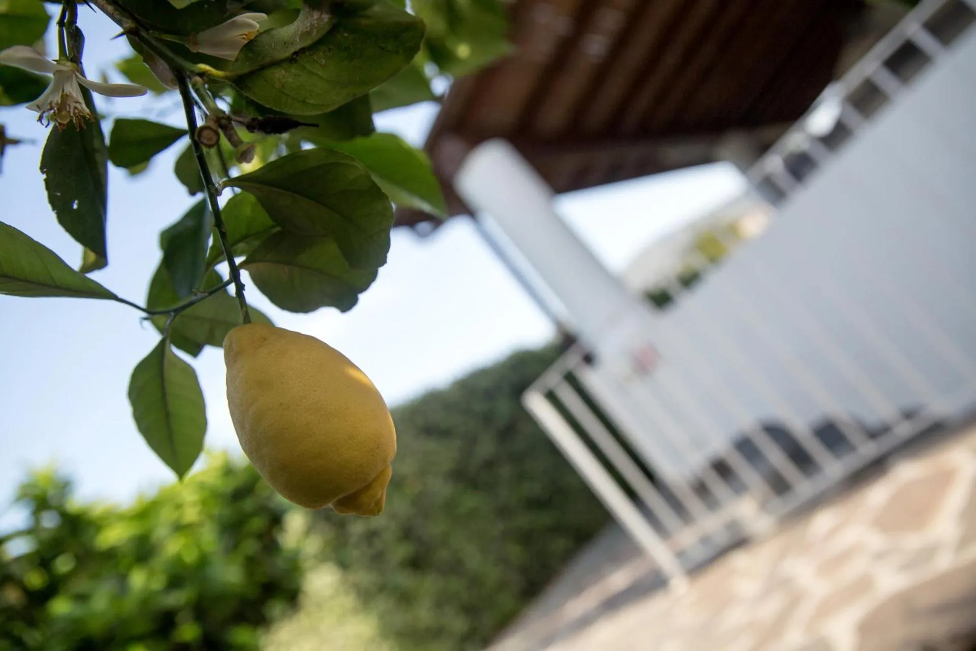 Garden in Hotel Residence Mendolita