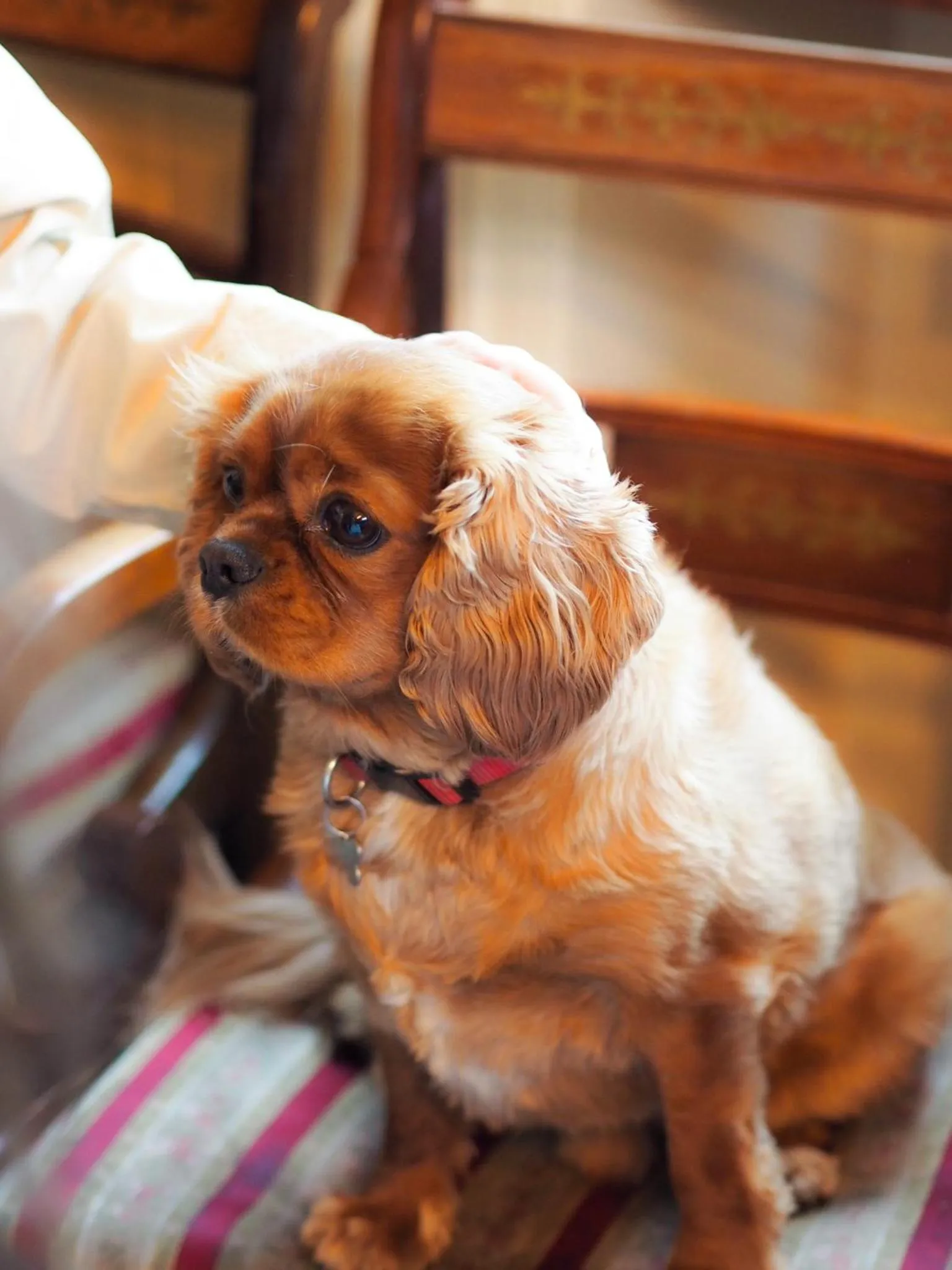 Lounge or bar in The Seagrave Arms