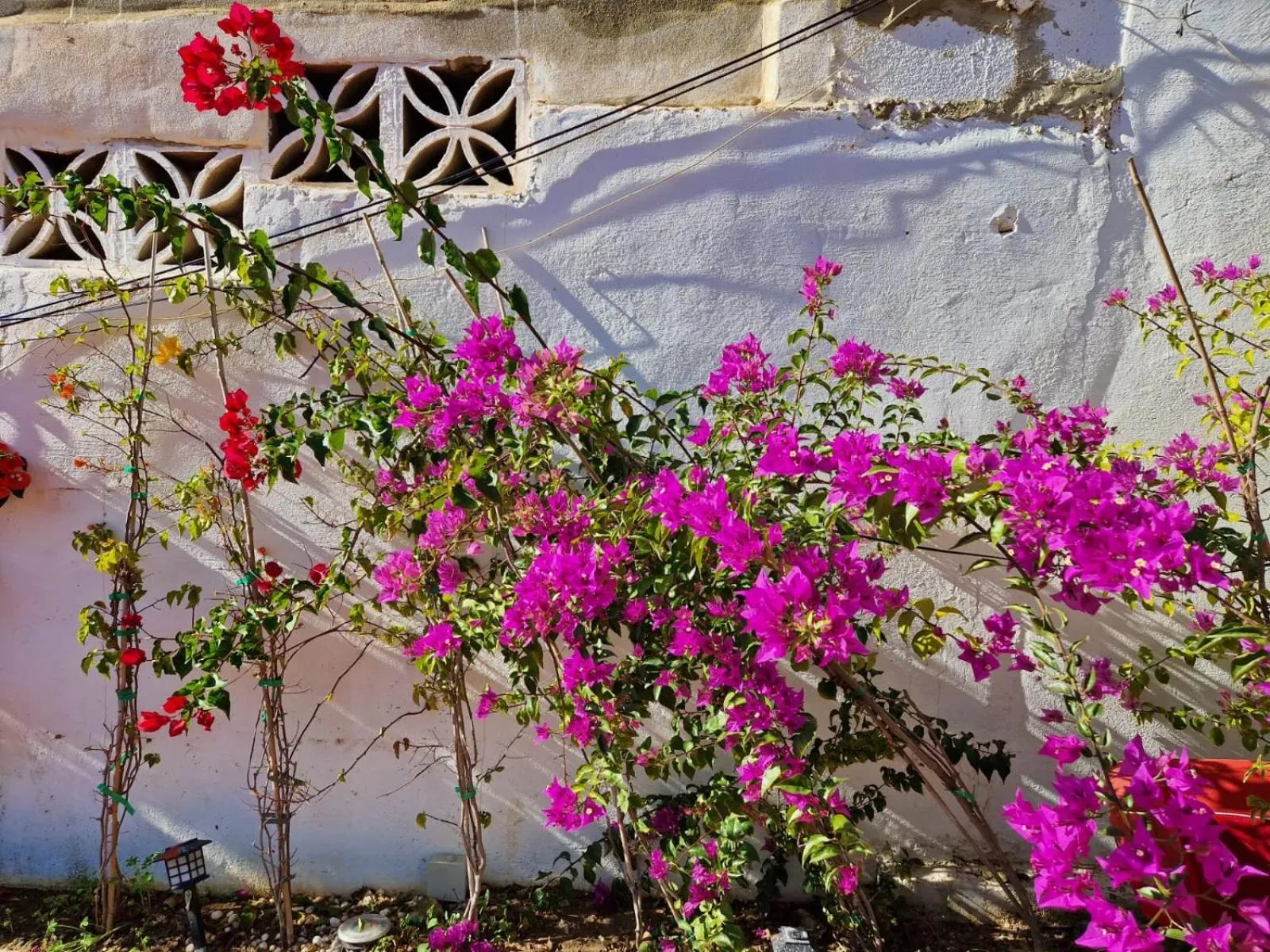 Garden in Villa Costa Marbella