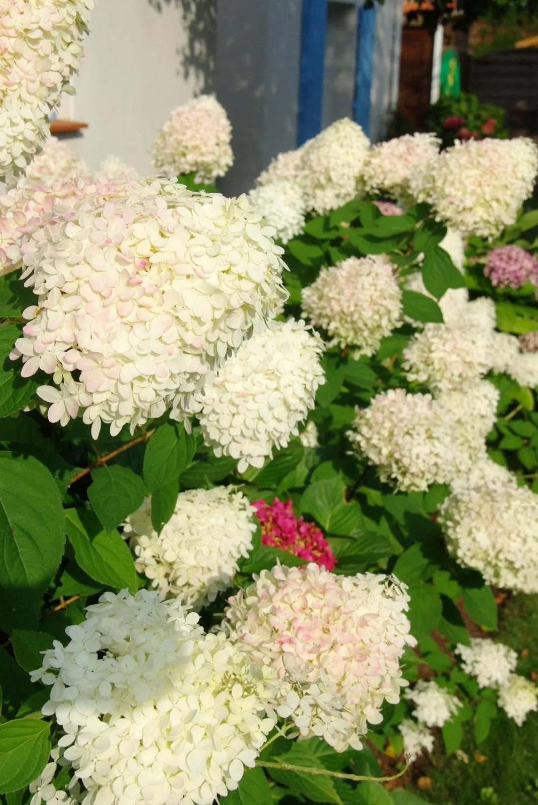 Garden in Ô'Maxethel