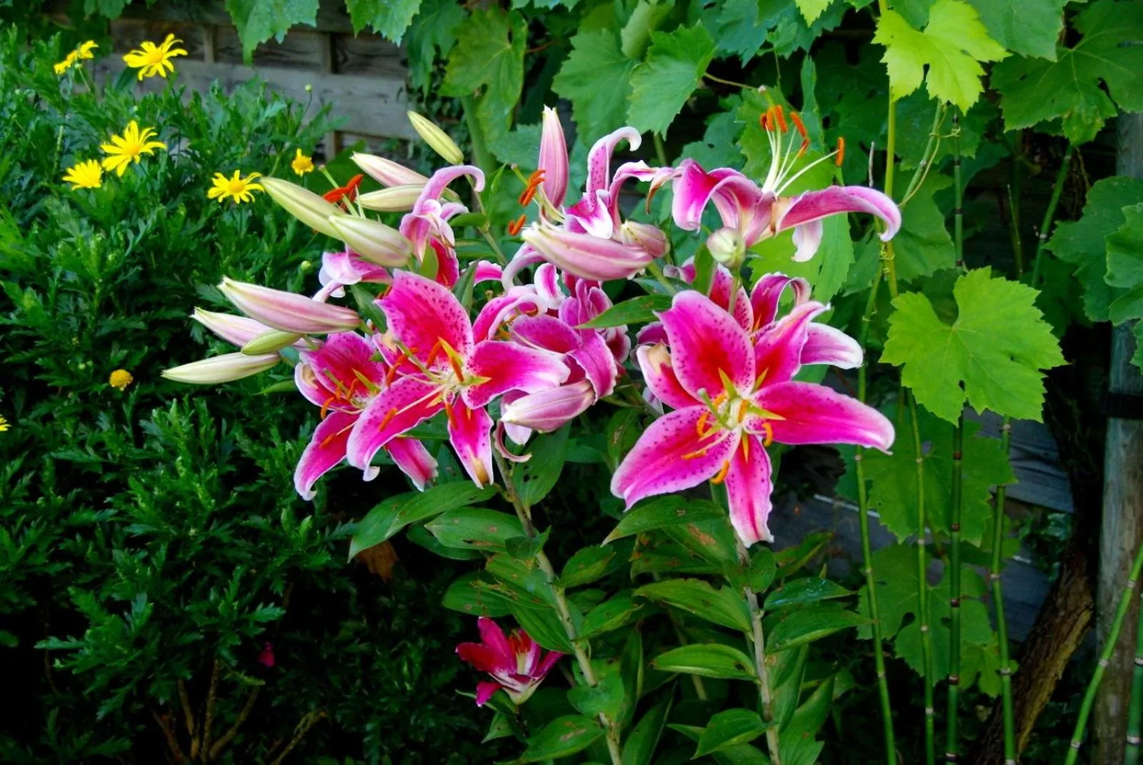 Garden in Ô'Maxethel