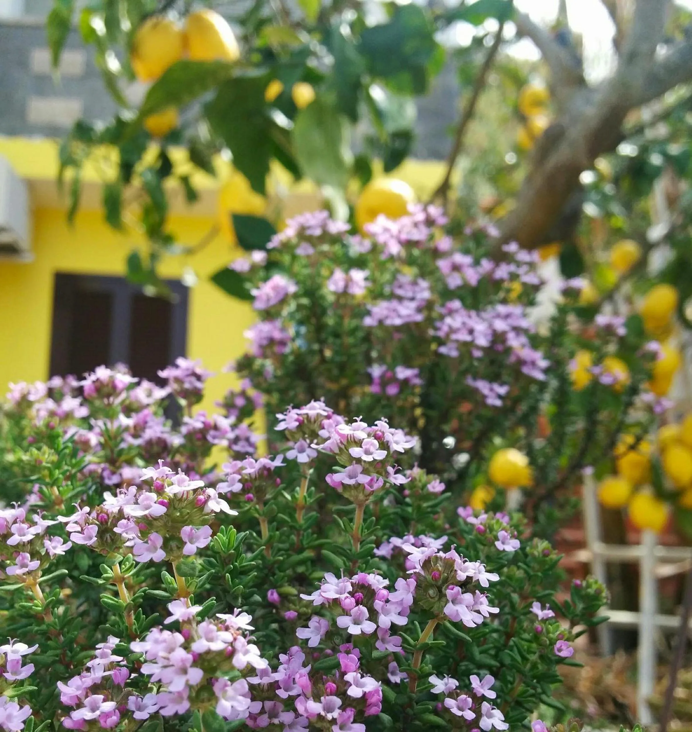 Garden in Hotel Ape Regina